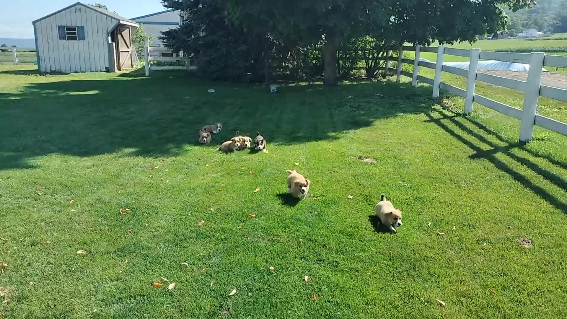 Welsh Corgi Pembroke dogs for sale: Maddie  - Video 1