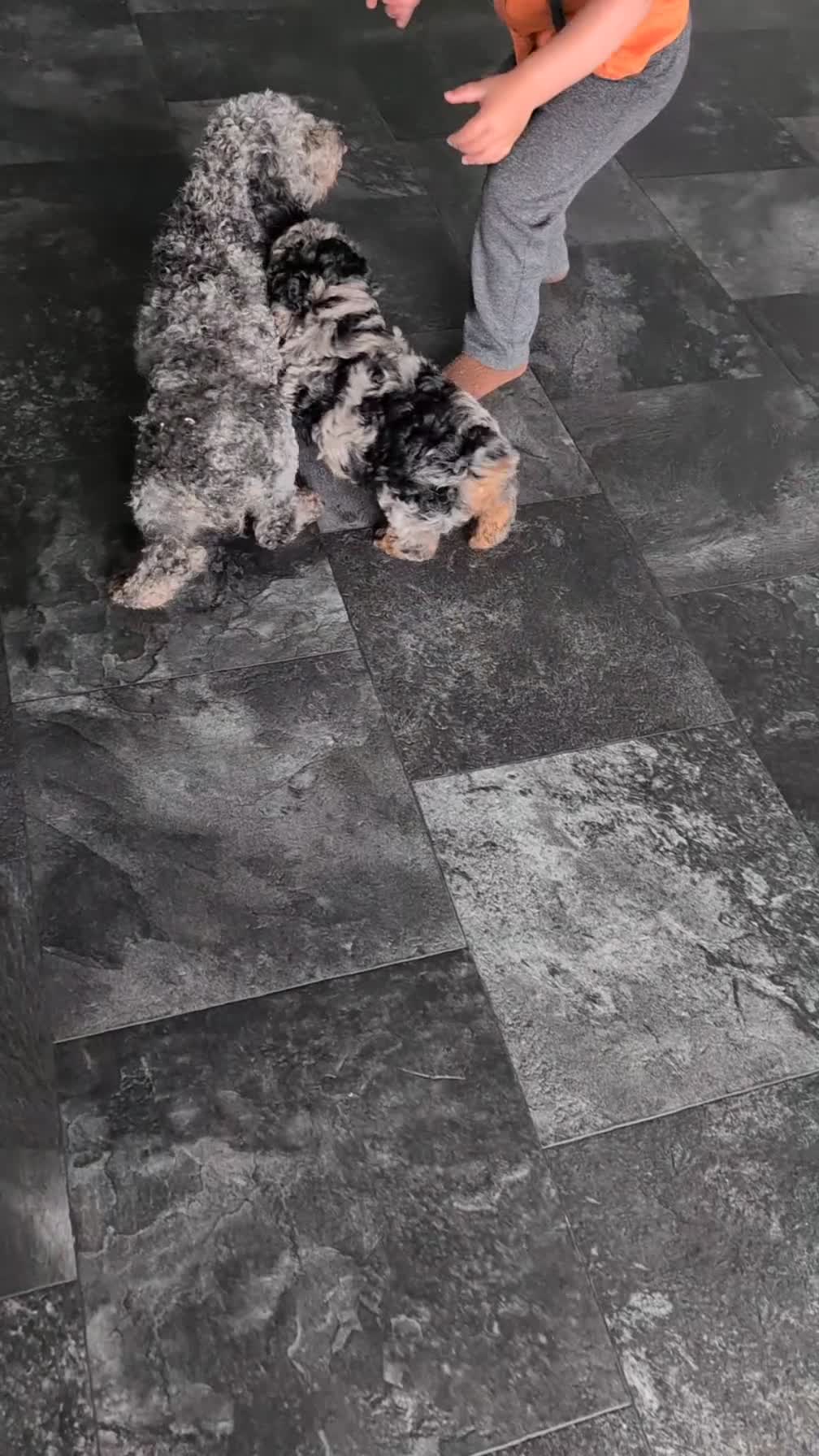 Toy Poodle dogs for sale: Zion - Video 2