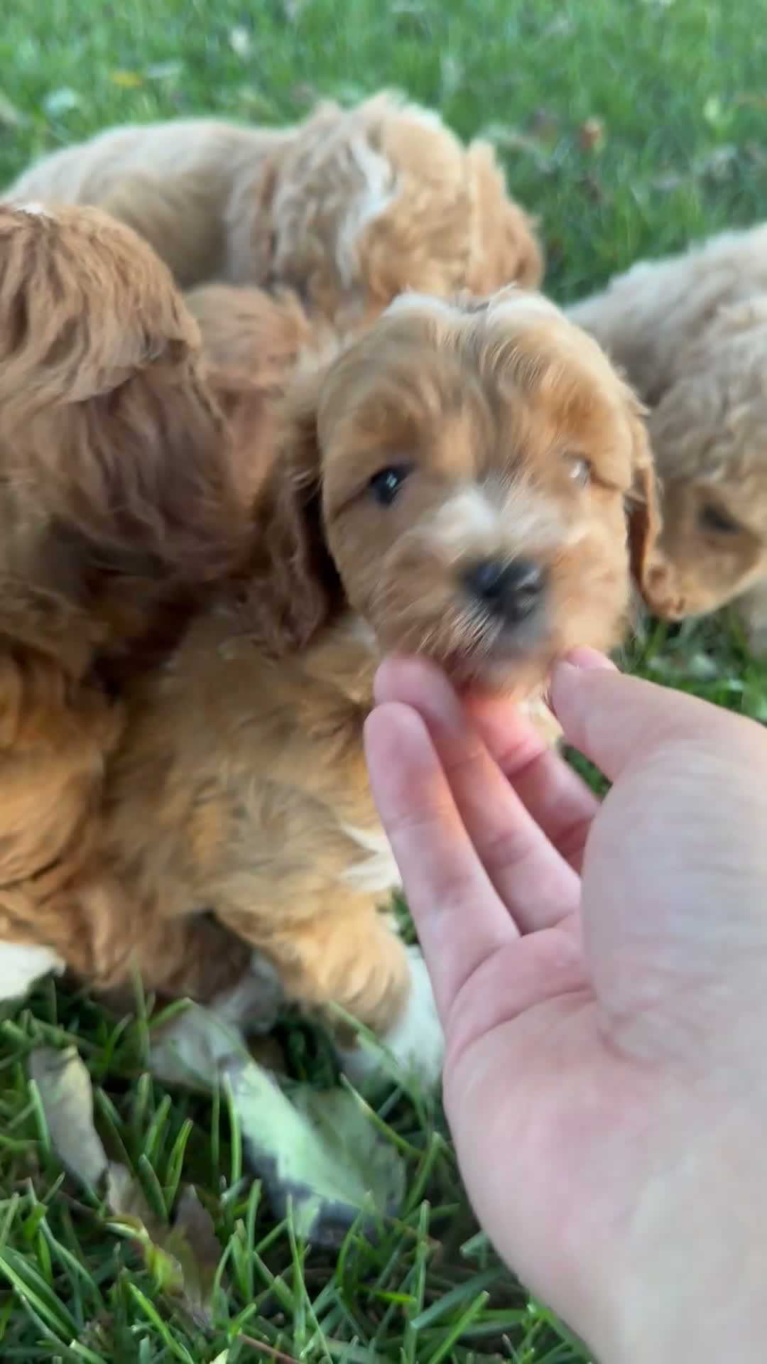 Mini Goldendoodle dogs for sale: Annabelle - Mini F1BB - Video 1