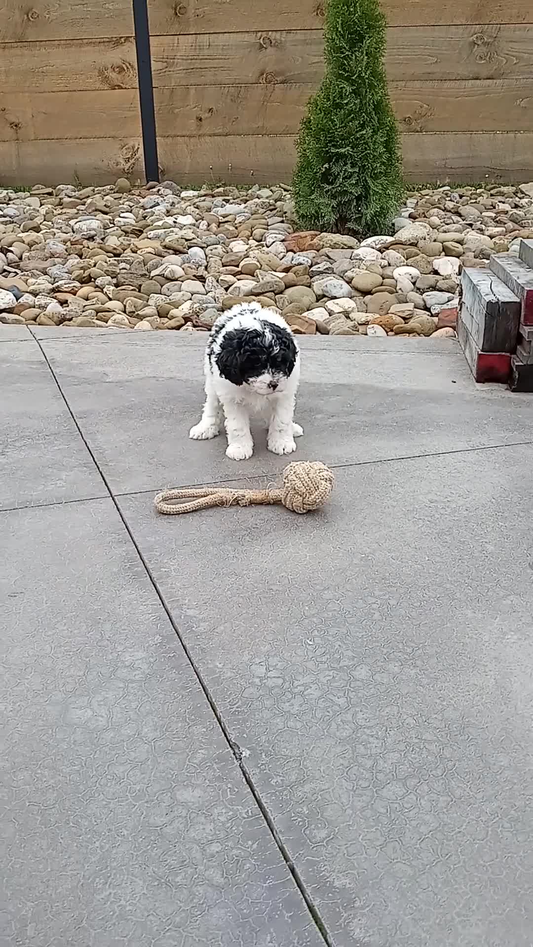 Mini Bernedoodle dogs for sale: Luna - Video 1