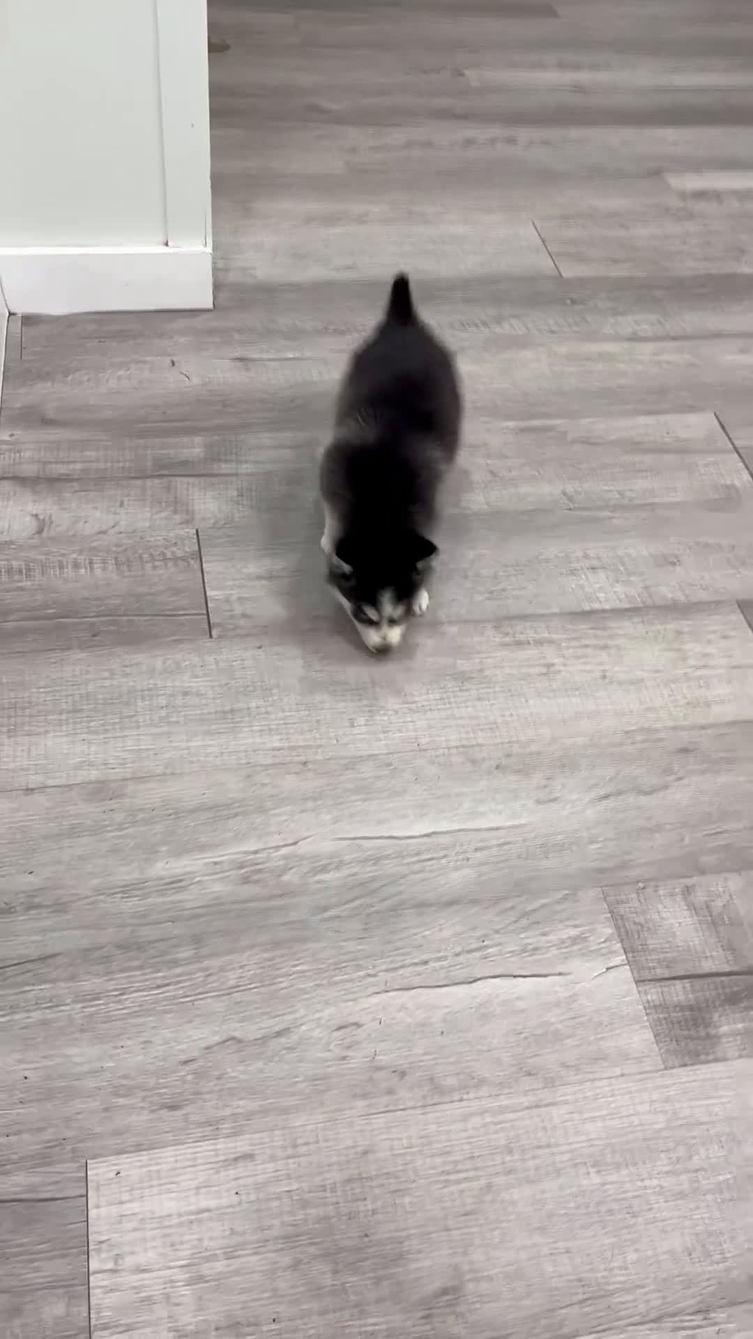 Siberian Husky dogs for sale: Kate - Video 1