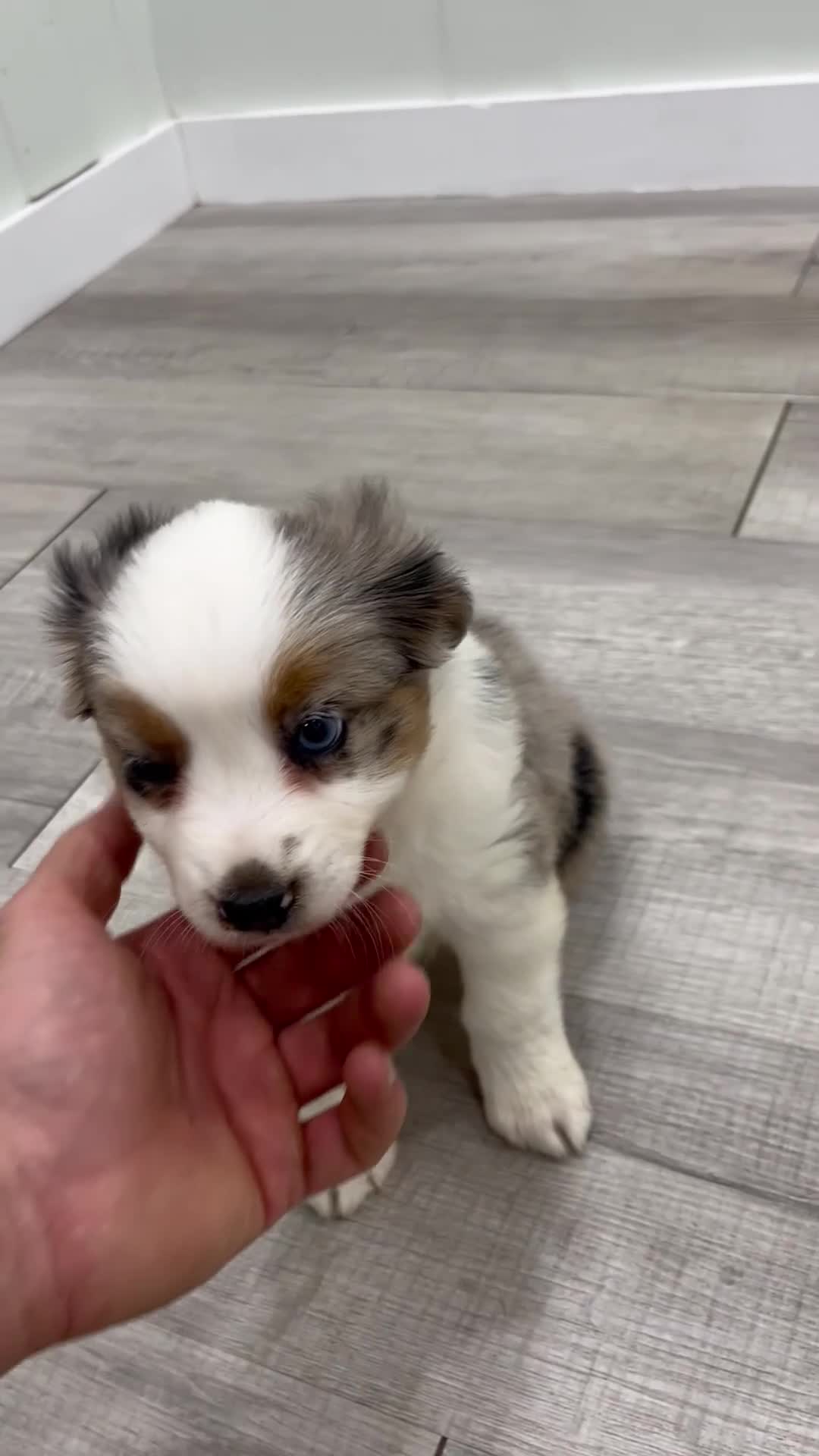 Miniature Australian Shepherd dogs for sale: Jewel - Video 1