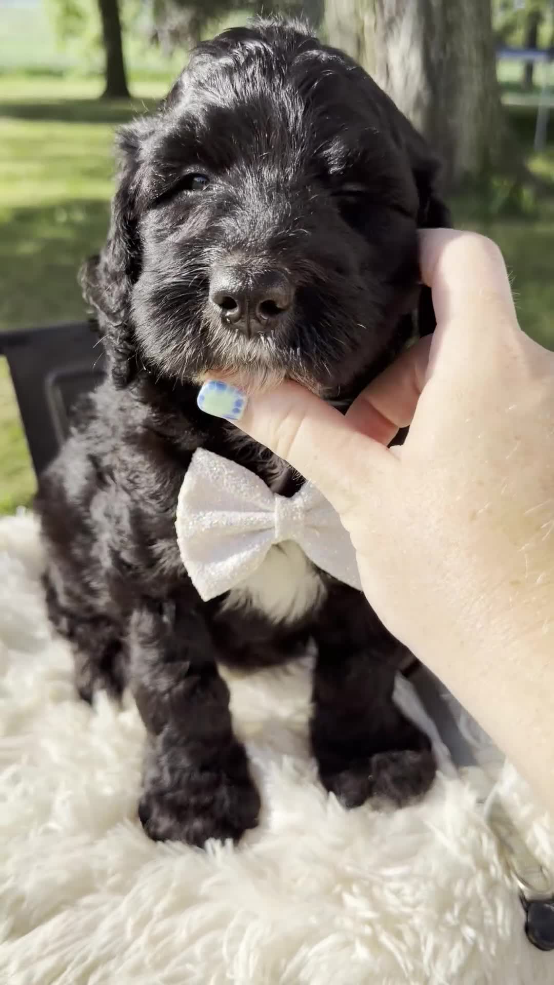Goldendoodle dogs for sale: Maverick - F1b - Video 1
