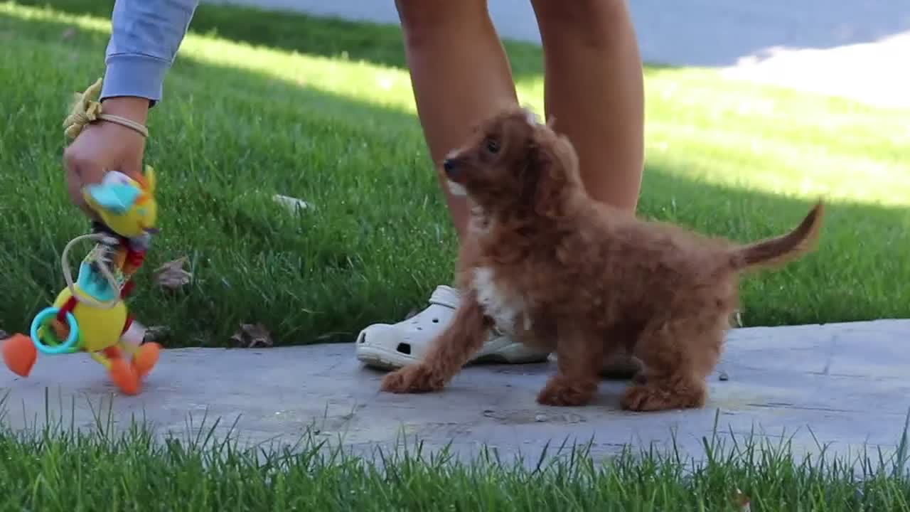 Cavapoo dogs for sale: Justin - Video 1