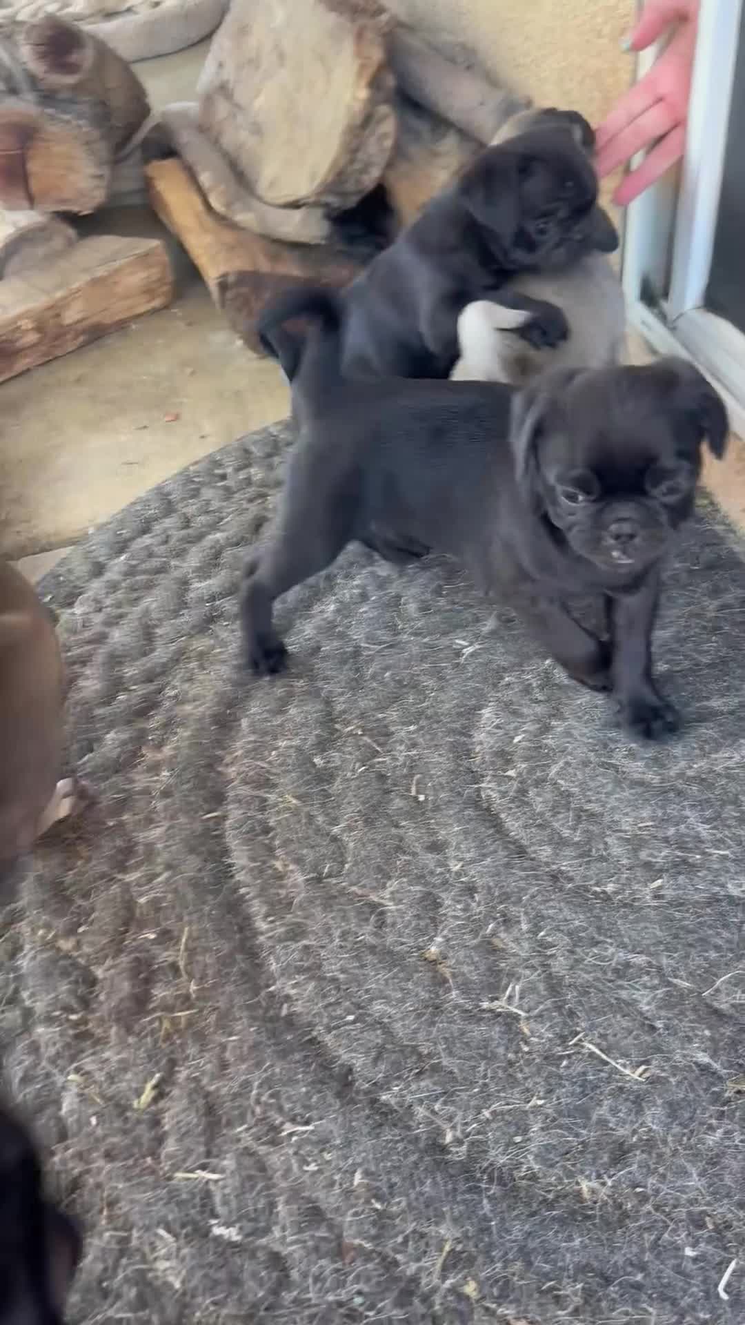 Pug dogs for sale: Pug 1 - Video 1