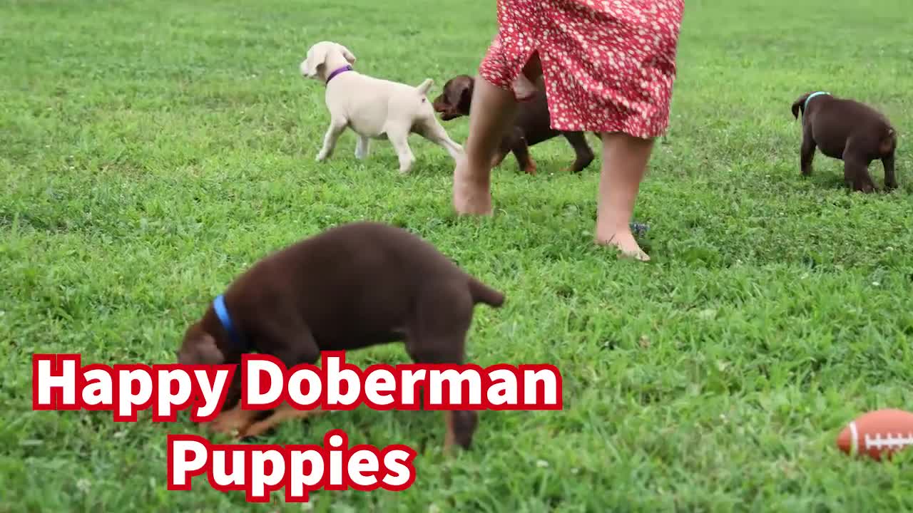 Doberman Pinscher dogs for sale:  Griffin 🐶 - Video 1