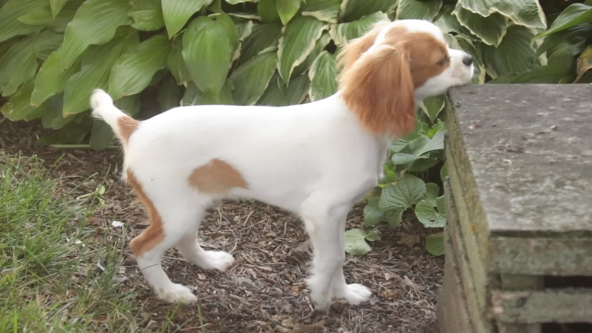 Cavalier King Charles Spaniel dogs for sale: Lars - Video 2