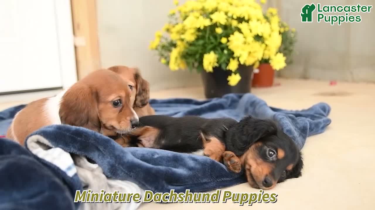 Miniature Dachshund dogs for sale: Felix - Video 1