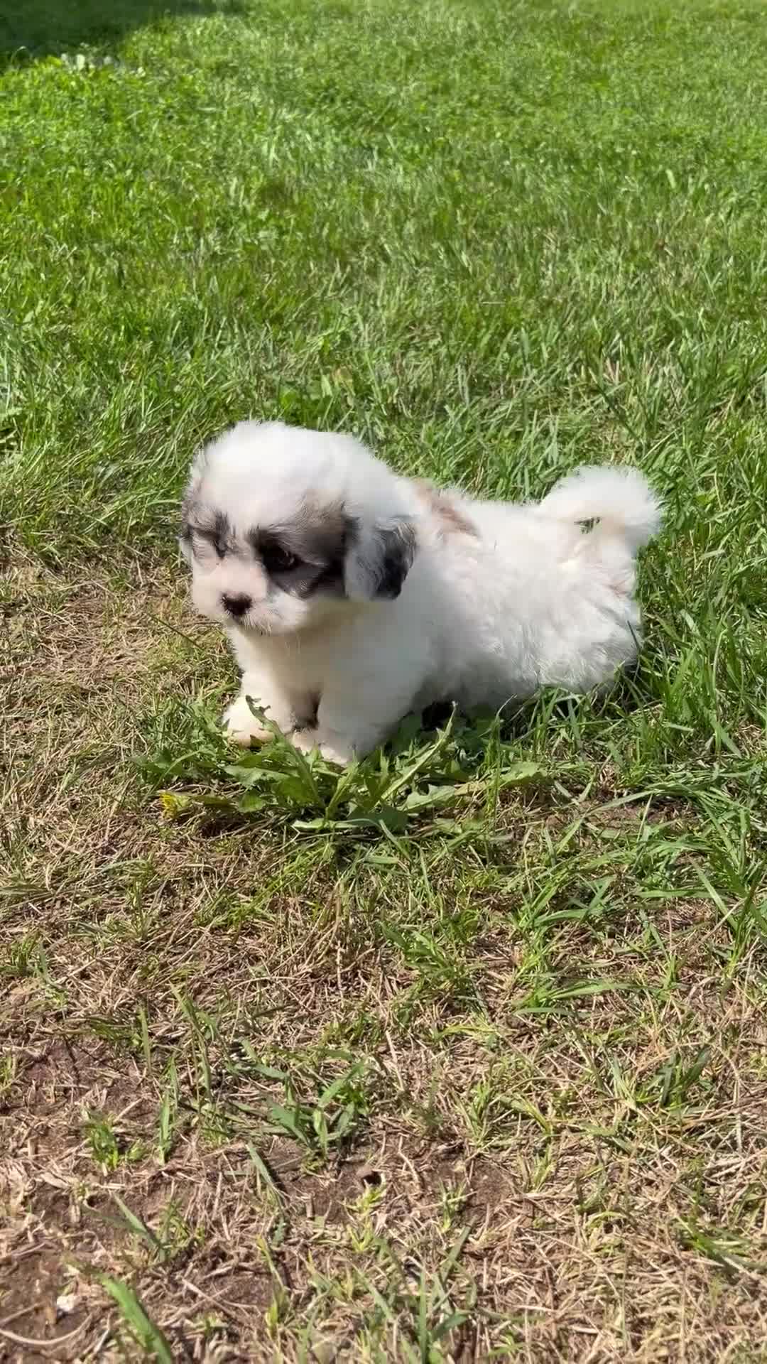 Teddy Bear dogs for sale: Henley - Video 1