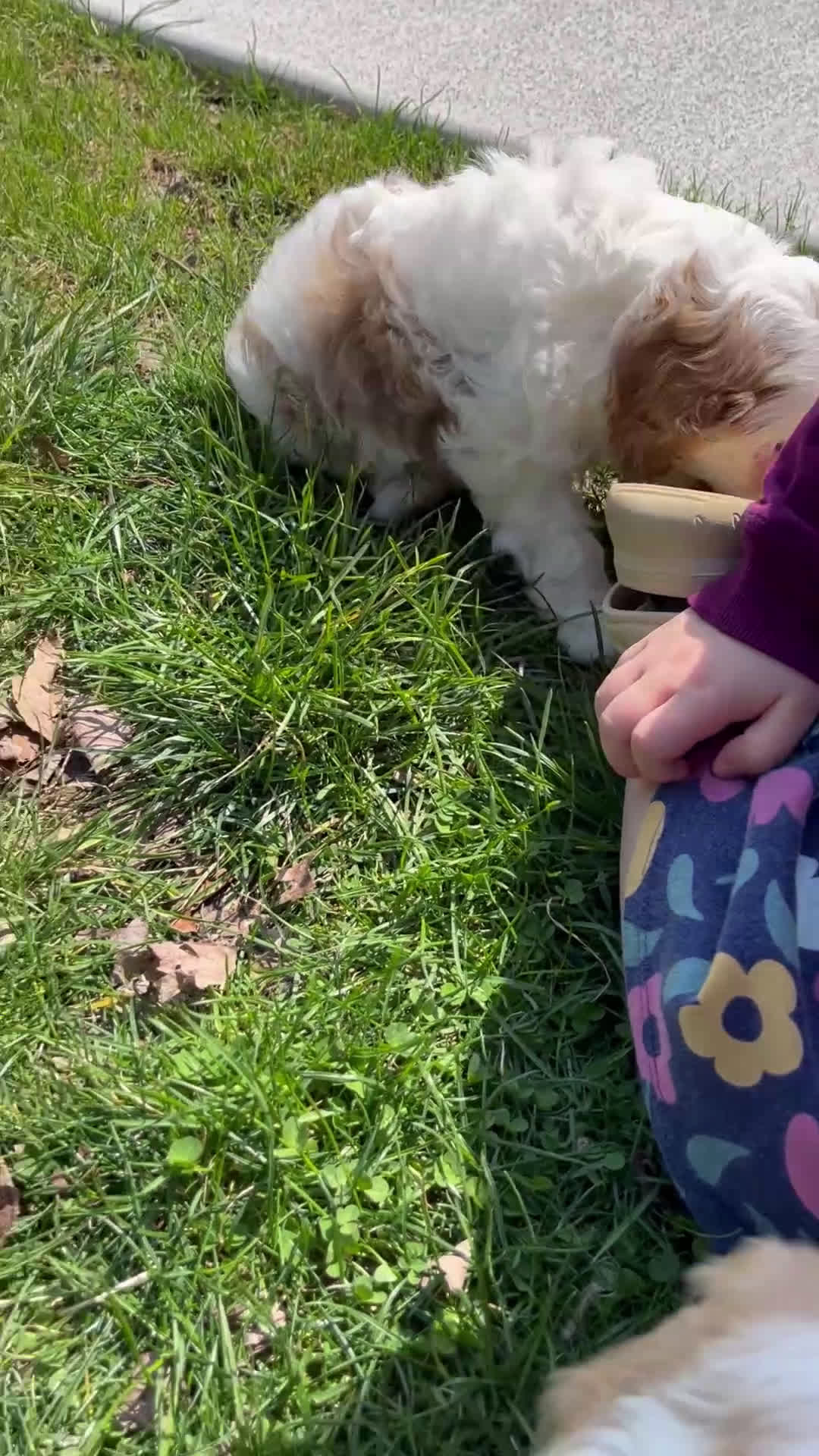 Cavapoo dogs for sale: Bliss - Video 2