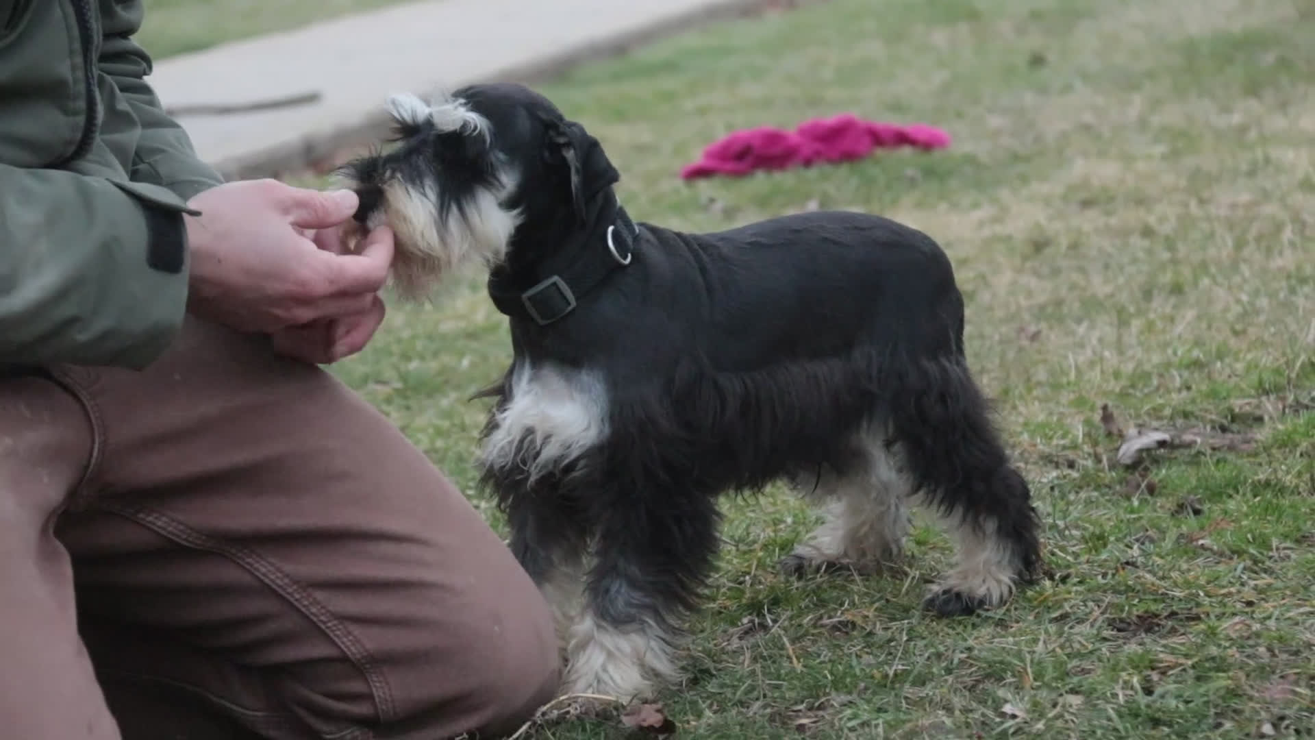Miniature Schnauzer dogs for sale: Antonio - Video 1