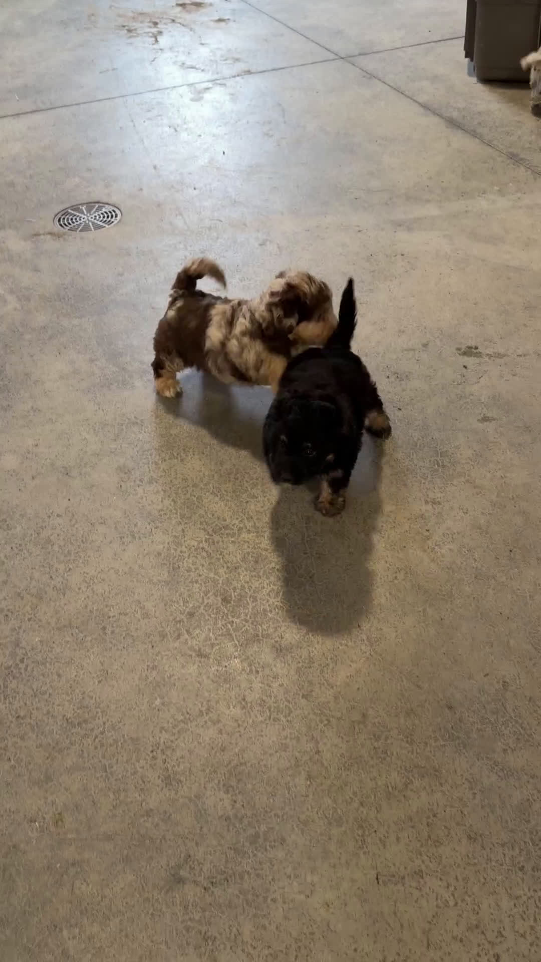 Mini Aussiedoodle dogs for sale: Ilene - Video 1