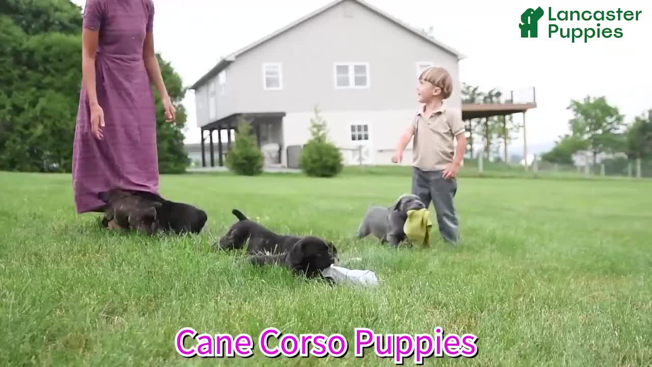 Cane Corso dogs for sale: Catalina - Video 1