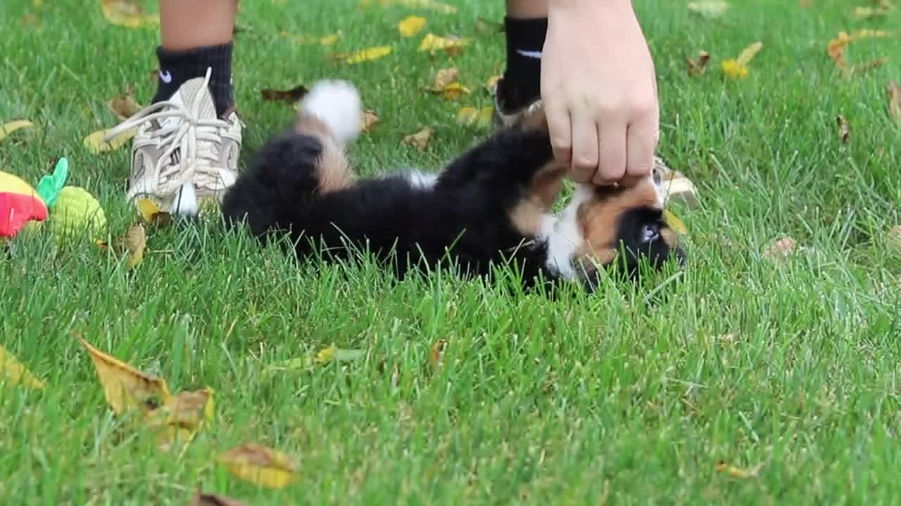 Mini Bernedoodle dogs for sale: Molly🎀 - Video 3