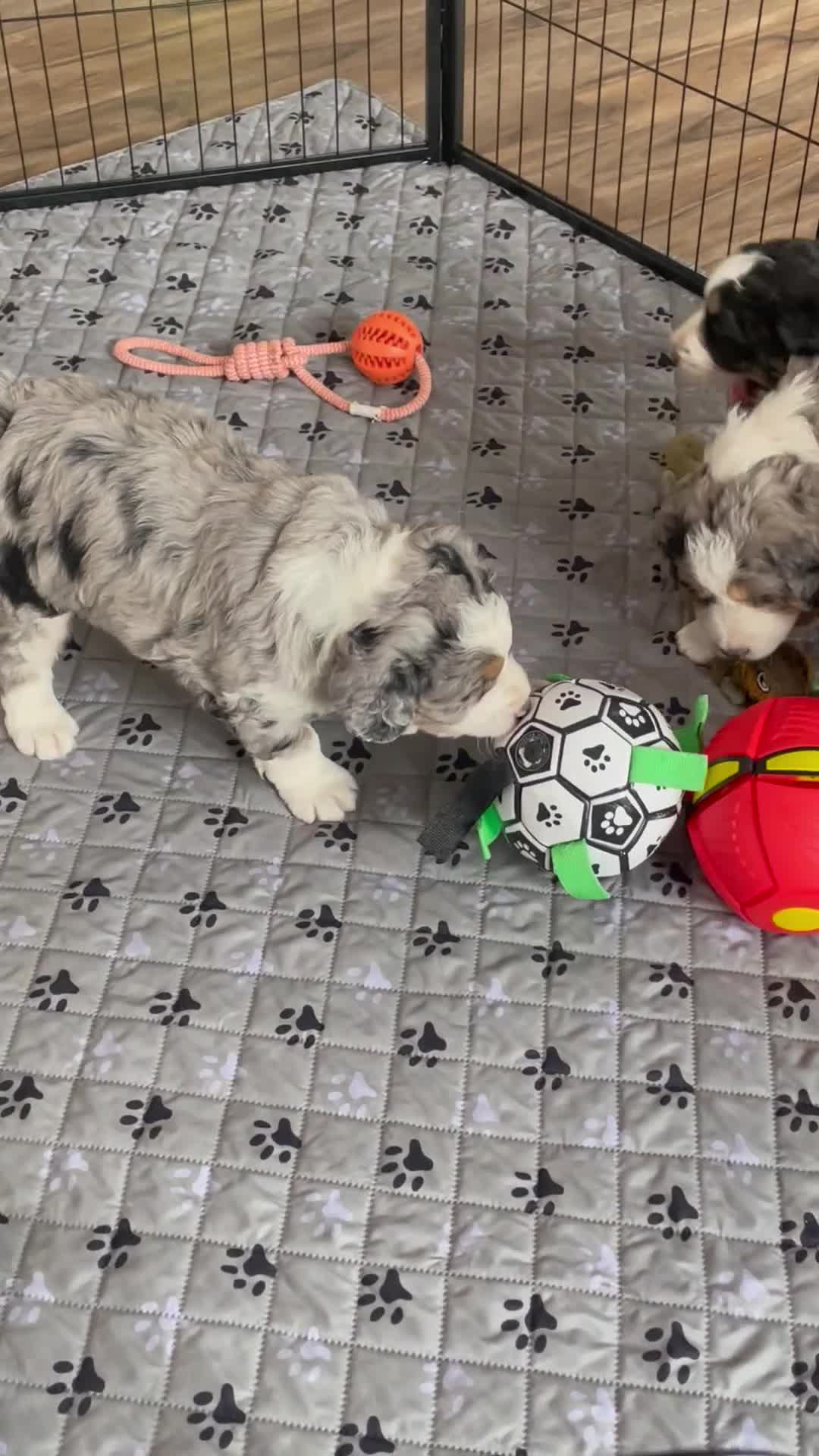 Bernedoodle dogs for sale: Ms. Sadie - Video 1