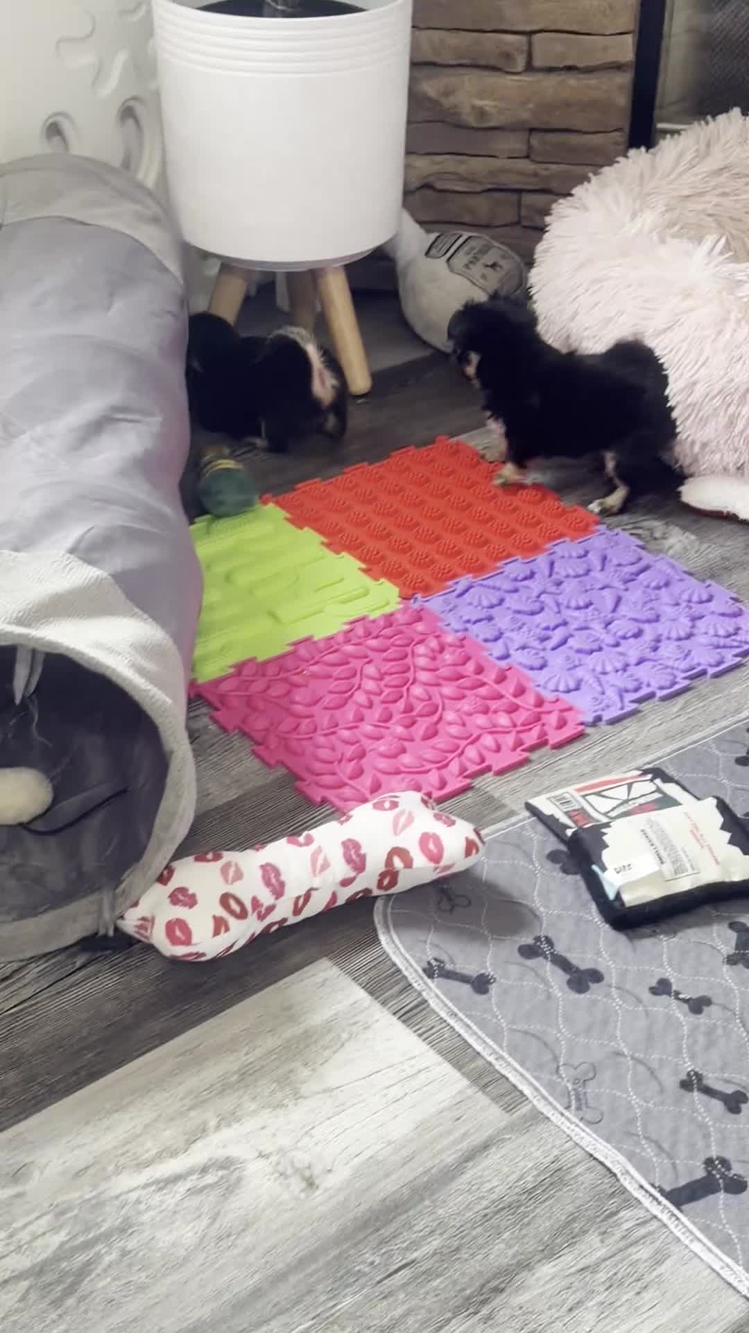 Chihuahua dogs for sale: Prime - Video 1