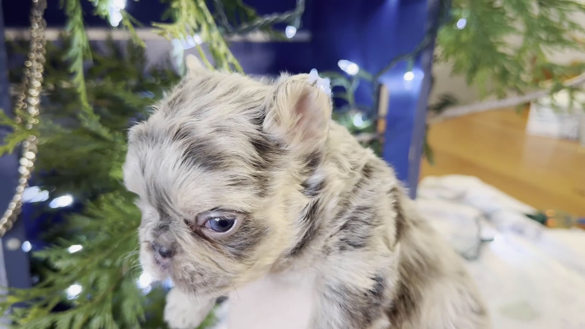 French Bulldog dogs for sale: Duke - Video 1