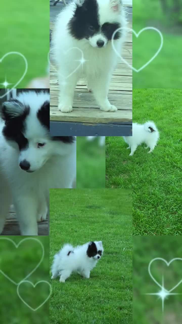 Pomsky dogs for sale: Pomsky Puppy 1 - Video 1