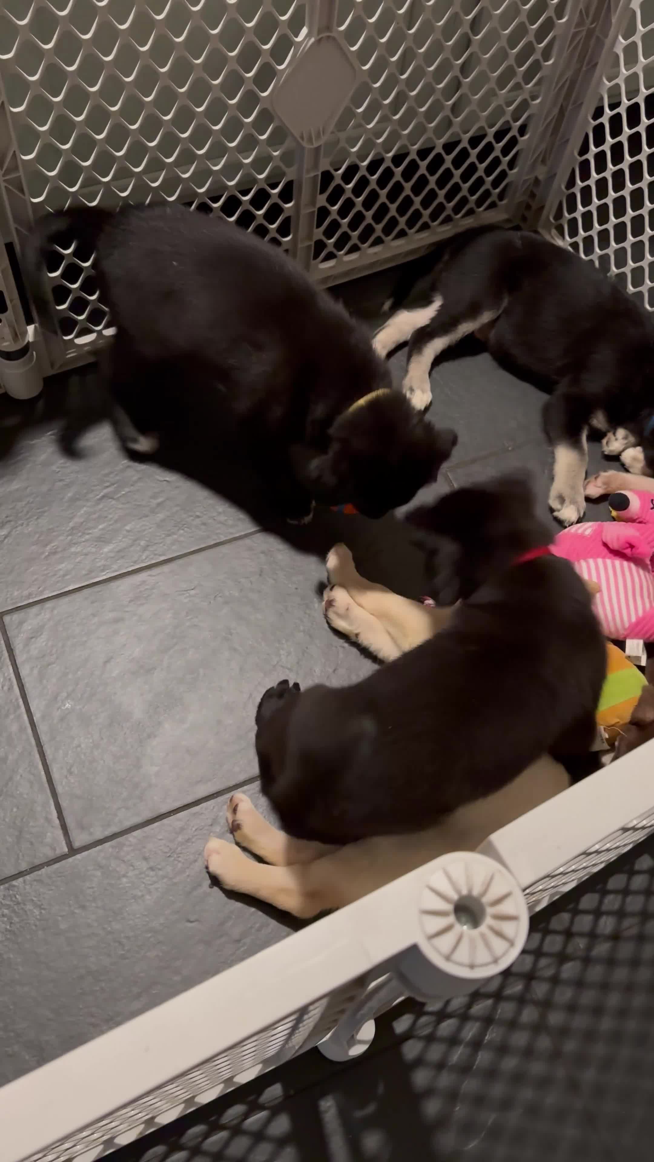 Mixed Breed dogs for sale: Bandit - Video 1