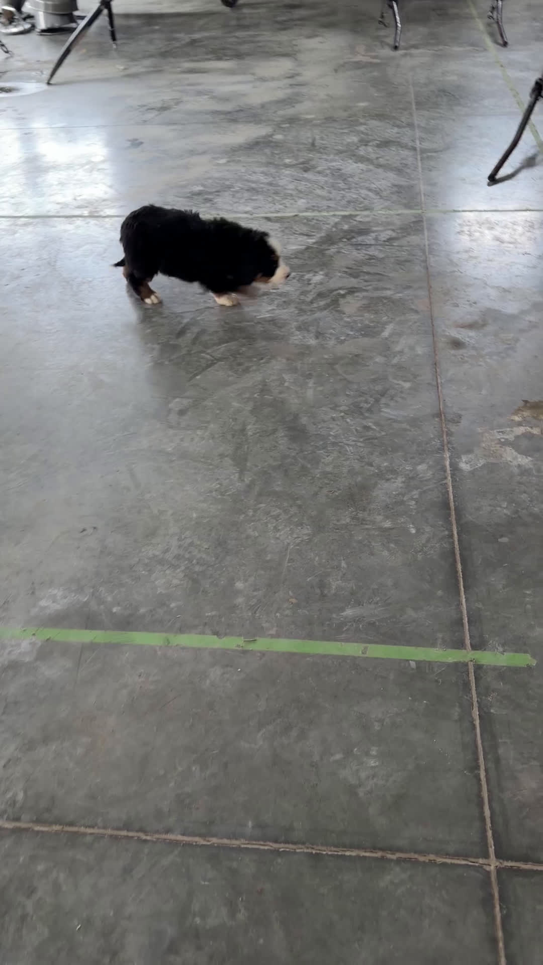 Bernese Mountain Dog dogs for sale: June - Video 1