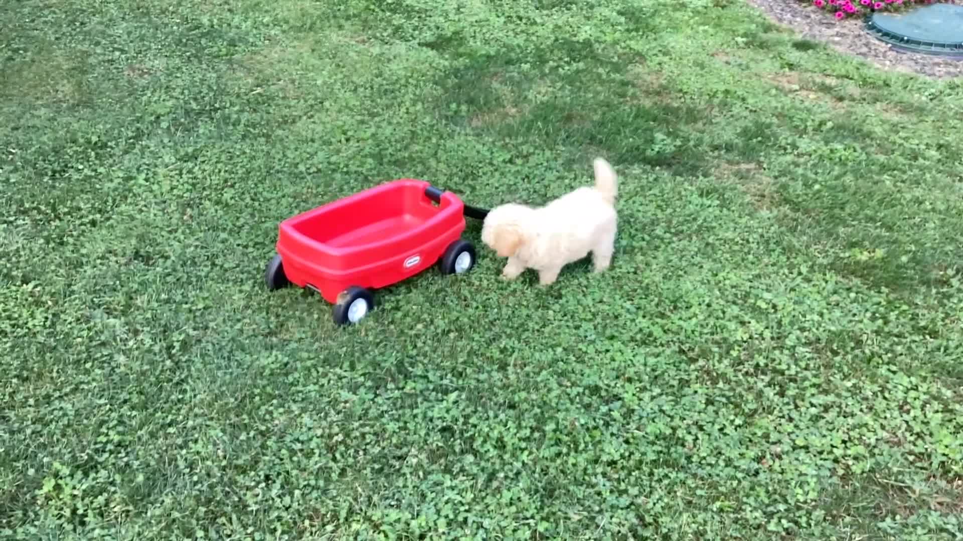 Mini Goldendoodle dogs for sale: Sparkle  - Video 1