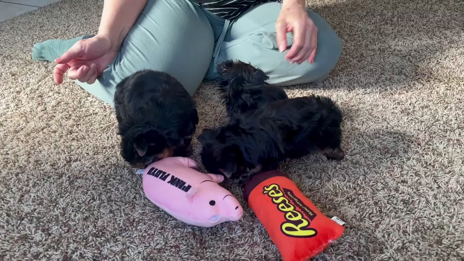 Yorkshire Terrier dogs for sale: Princess - Video 1