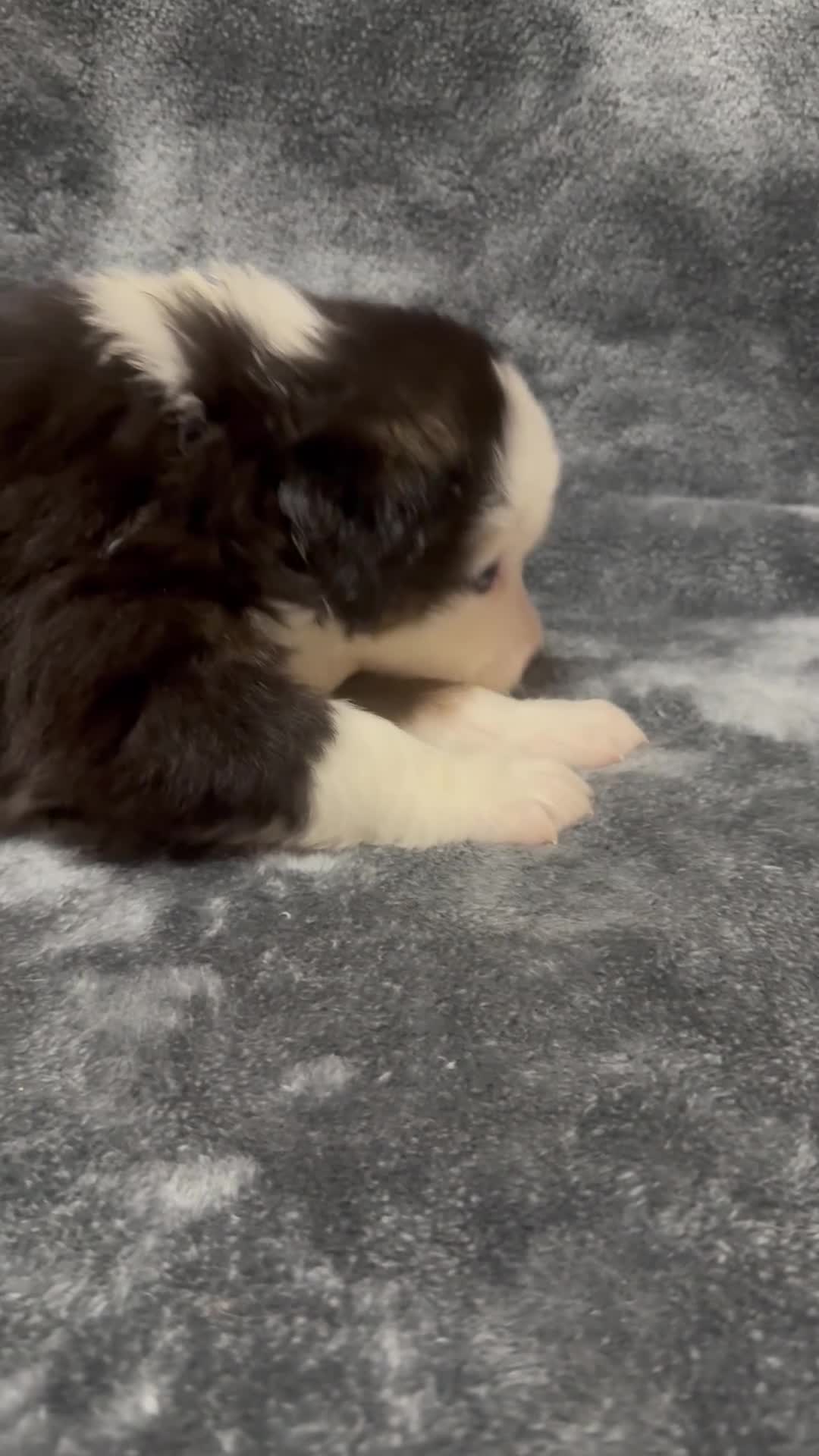 Australian Shepherd dogs for sale: Iggy - Video 1