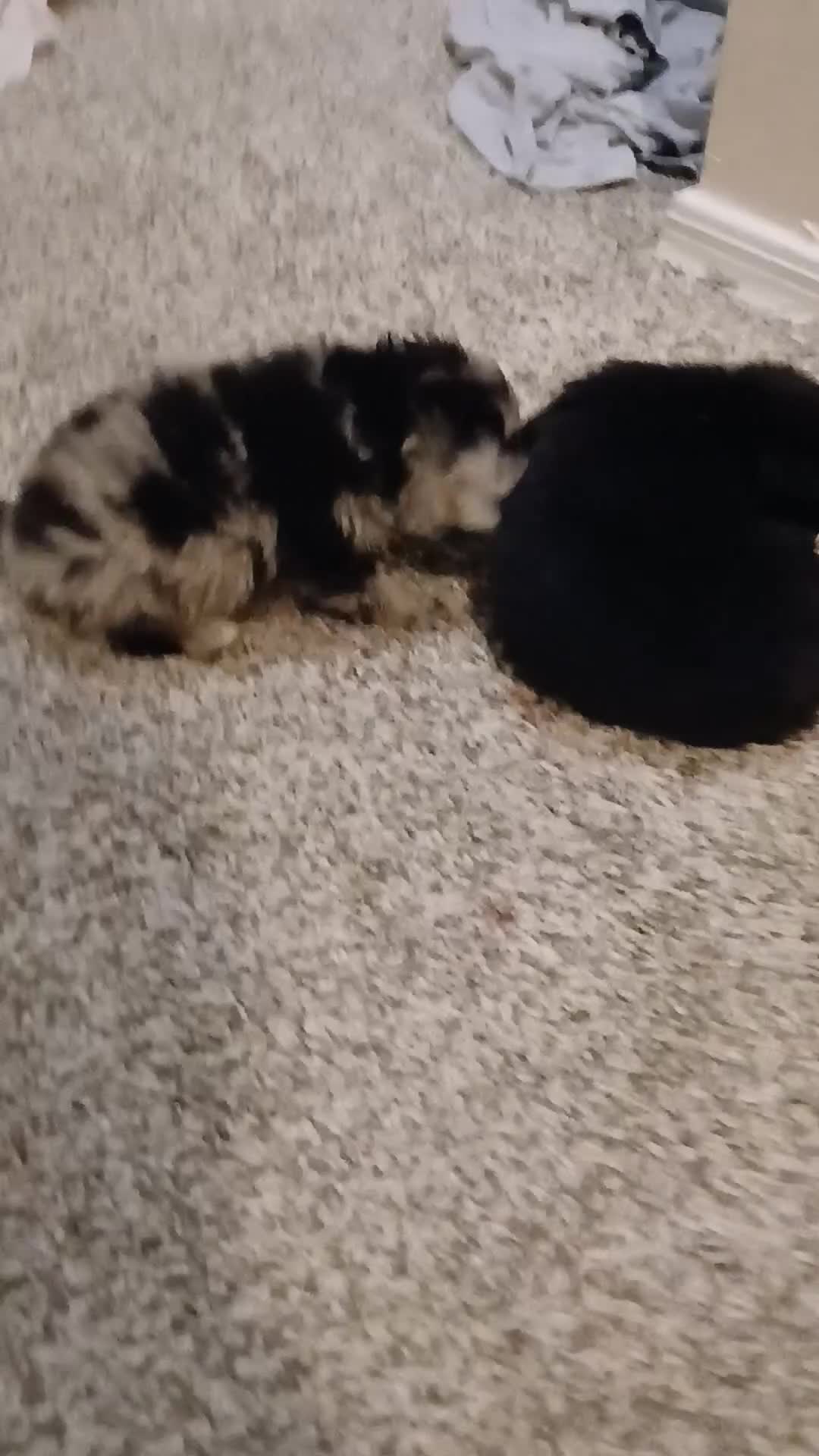 Pomeranian dogs for sale: Pomeranian 2 - Video 1