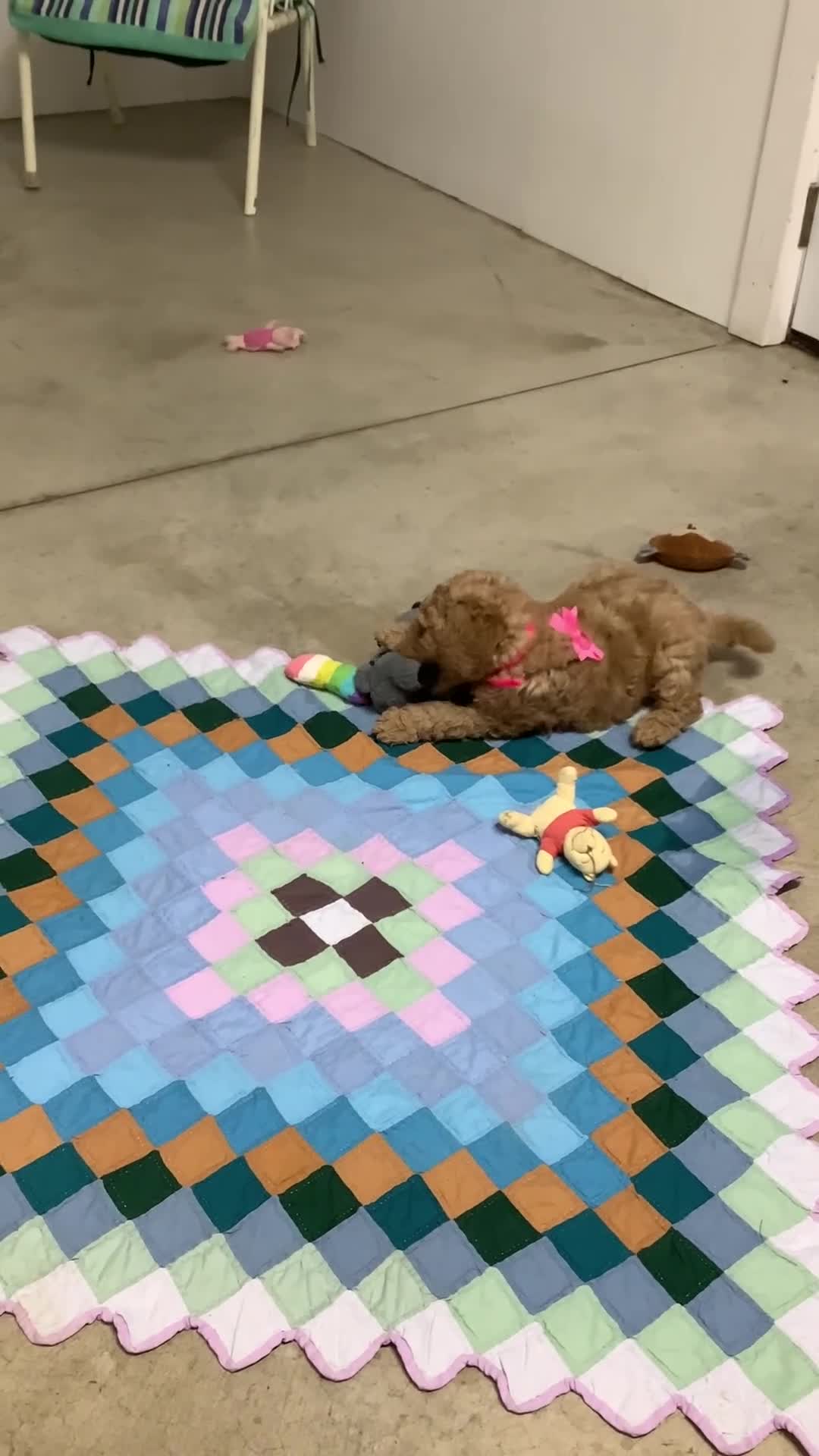 Goldendoodle dogs for sale: Goldendoodle Puppy 3 - Video 2