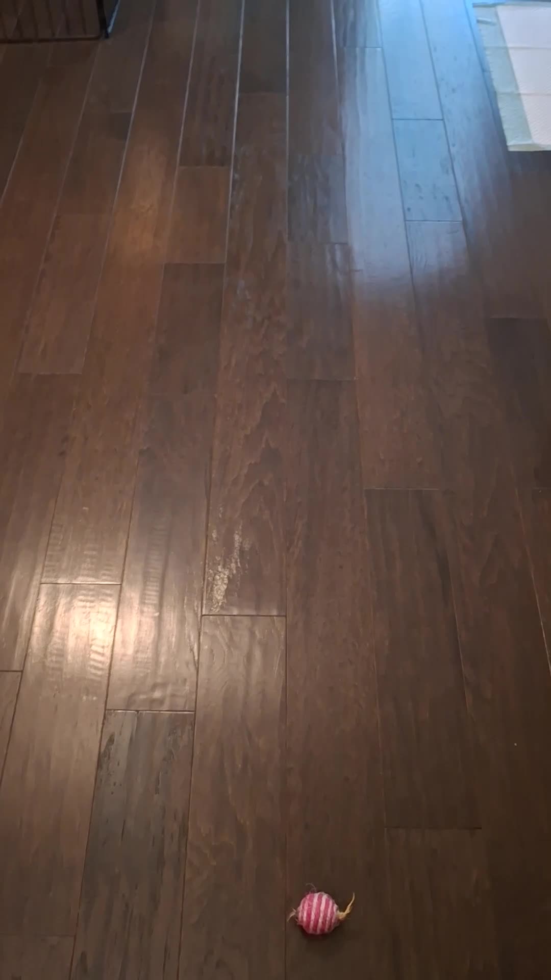 Shih Tzu dogs for sale: Oreo - Video 1