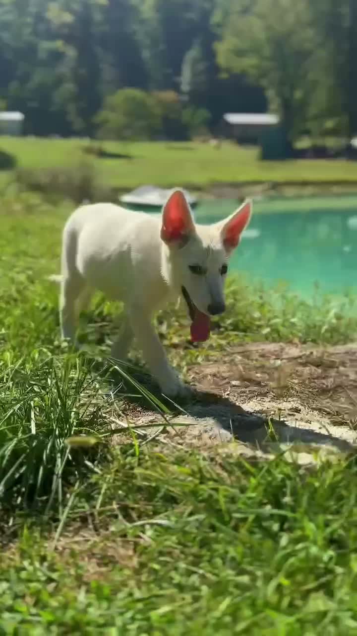 German Shepherd dogs for sale: German Shepherd 2 - Video 1