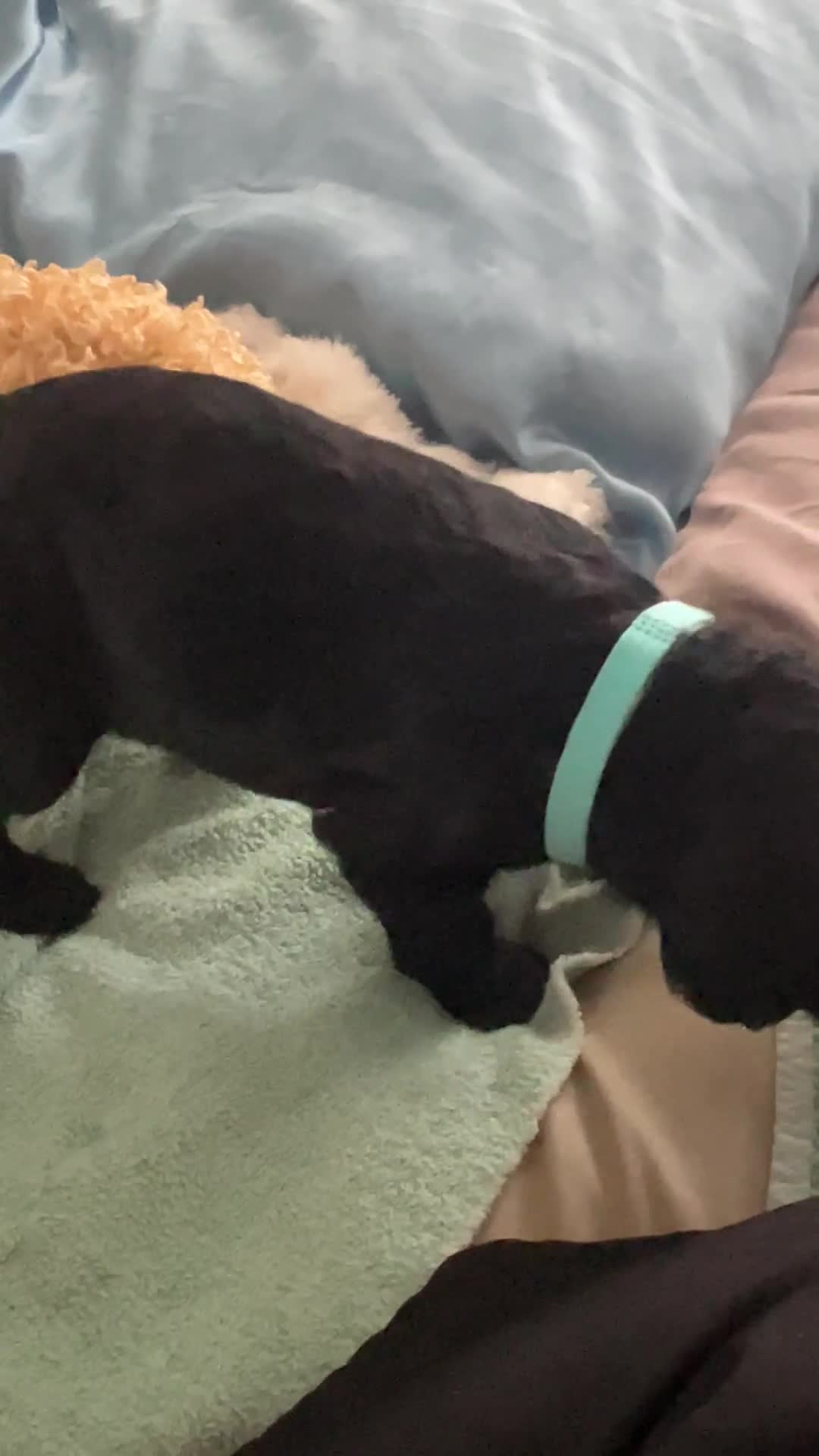 Goldendoodle dogs for sale: Tito - Green Bow Boy - Video 3