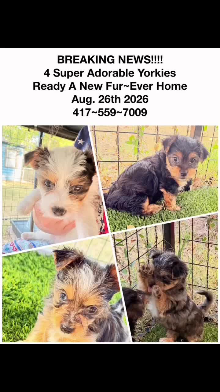 Yorkshire Terrier dogs for sale:  Anna Belle - Video 2