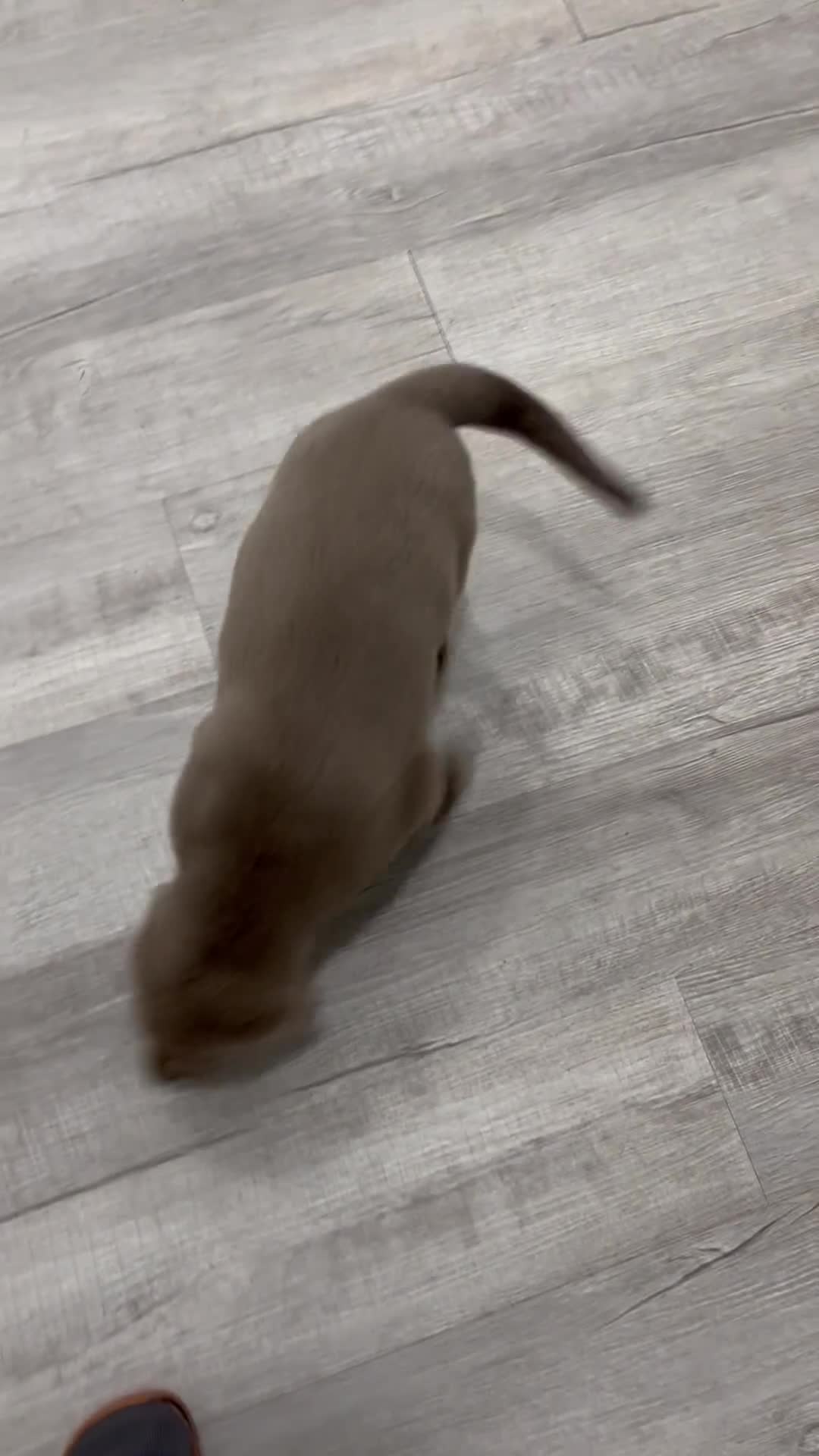 Labrador Retriever dogs for sale: Ralph - Video 1