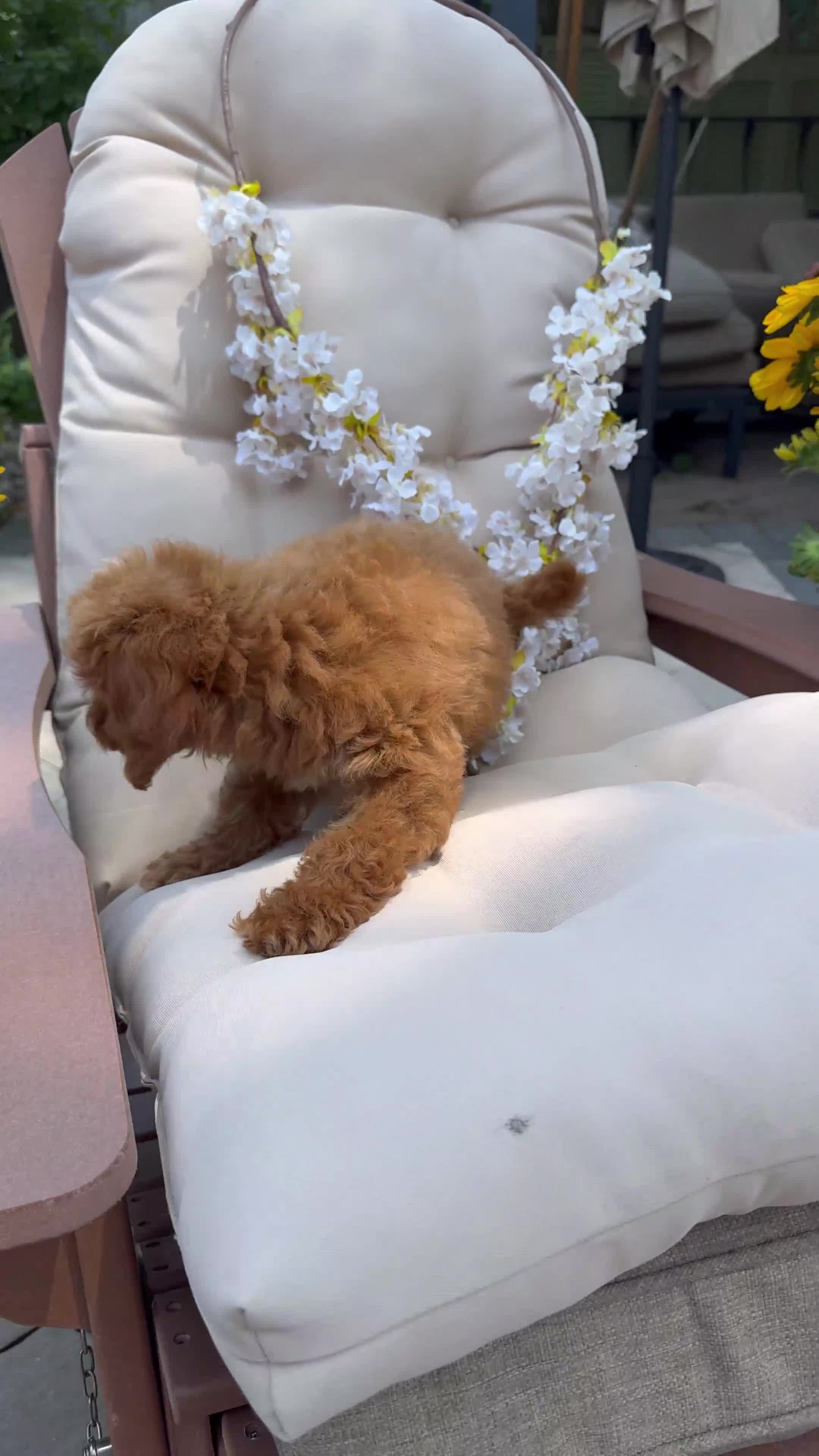 Cavapoo dogs for sale: Lilly  - Video 1