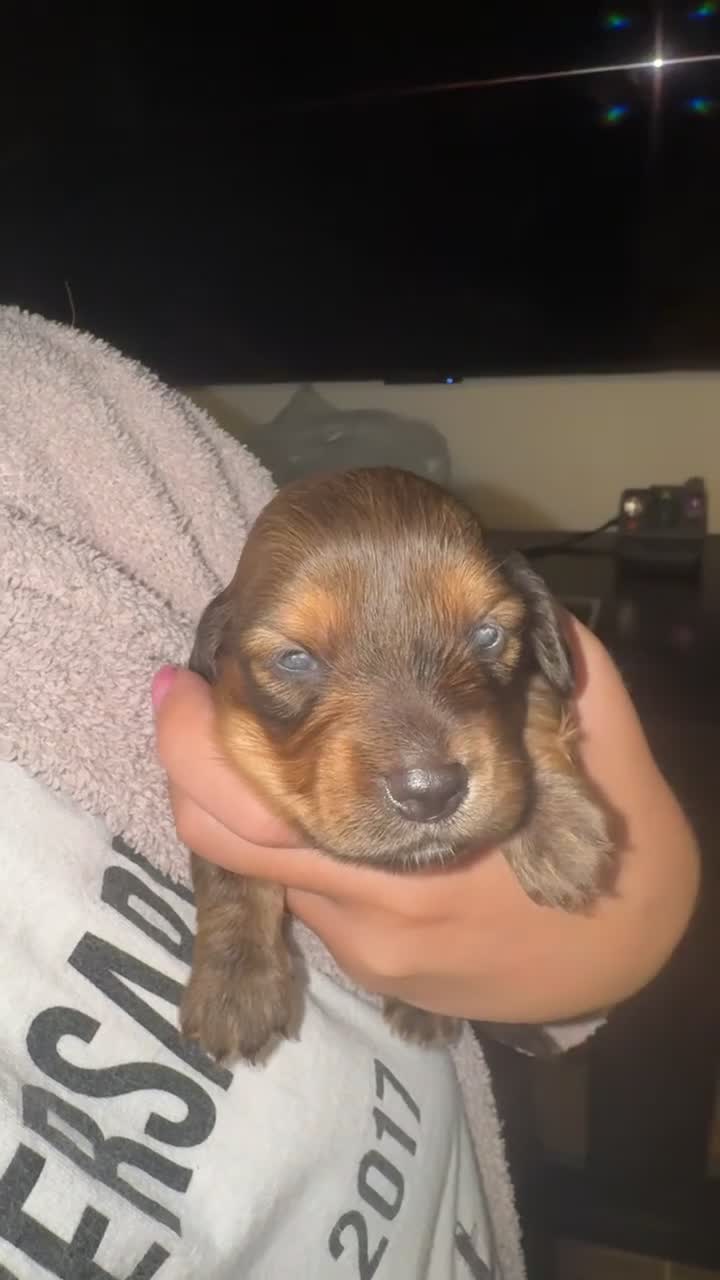 Dachshund dogs for sale: Dachshund Puppy 4 - Video 1
