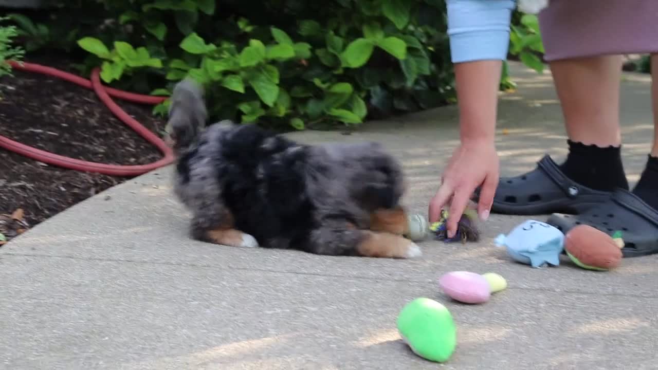 Mini Bernedoodle dogs for sale: Zoey - Video 1