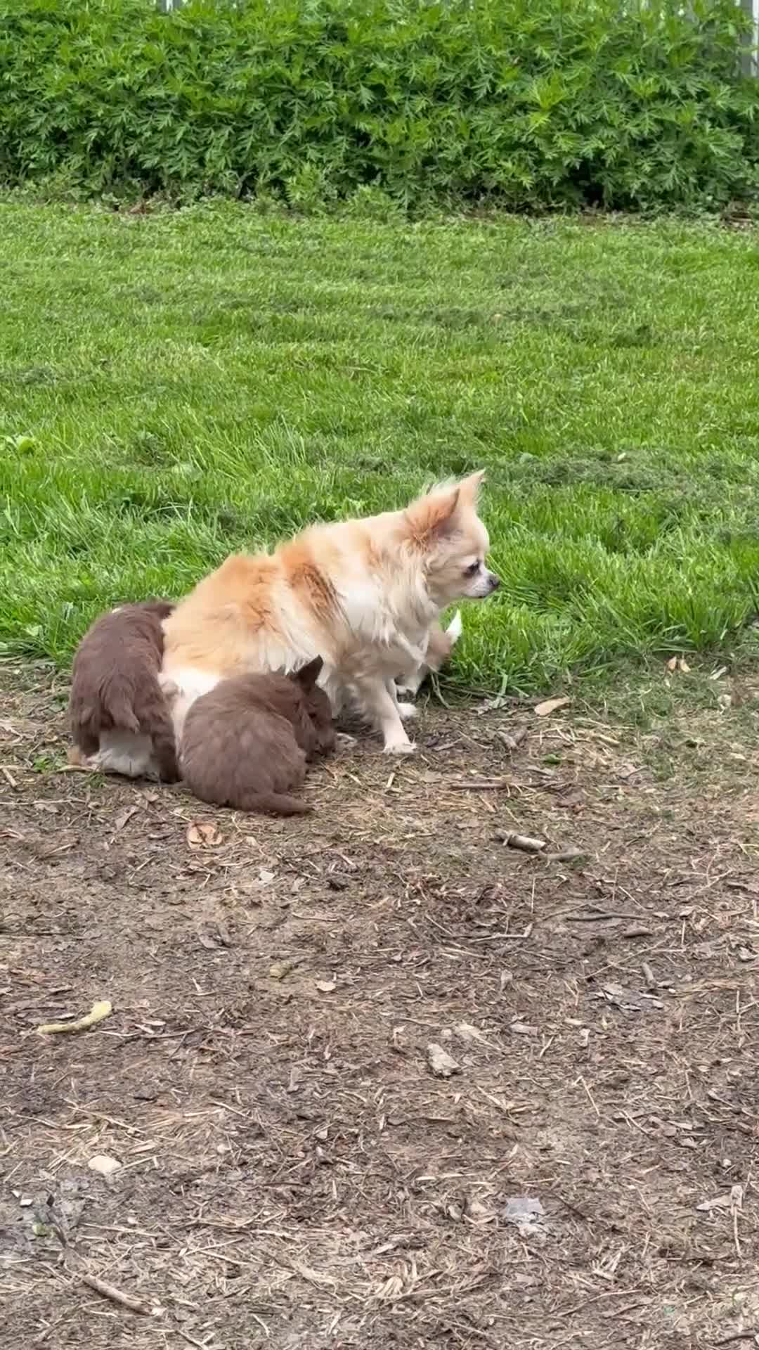 Chihuahua dogs for sale: Chihuahua Puppy 1 - Video 2