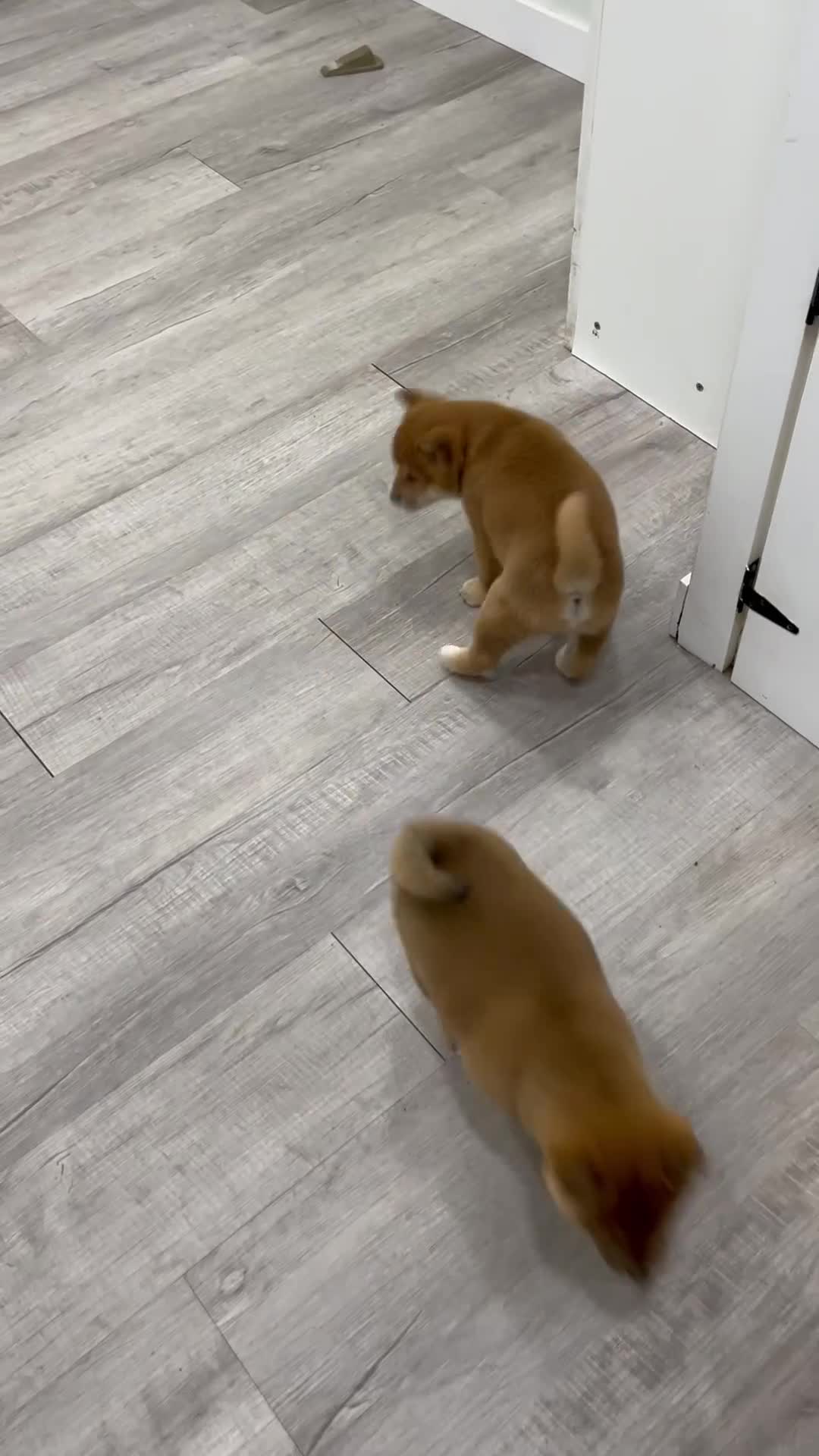 Shiba Inu dogs for sale: Champion - Video 2