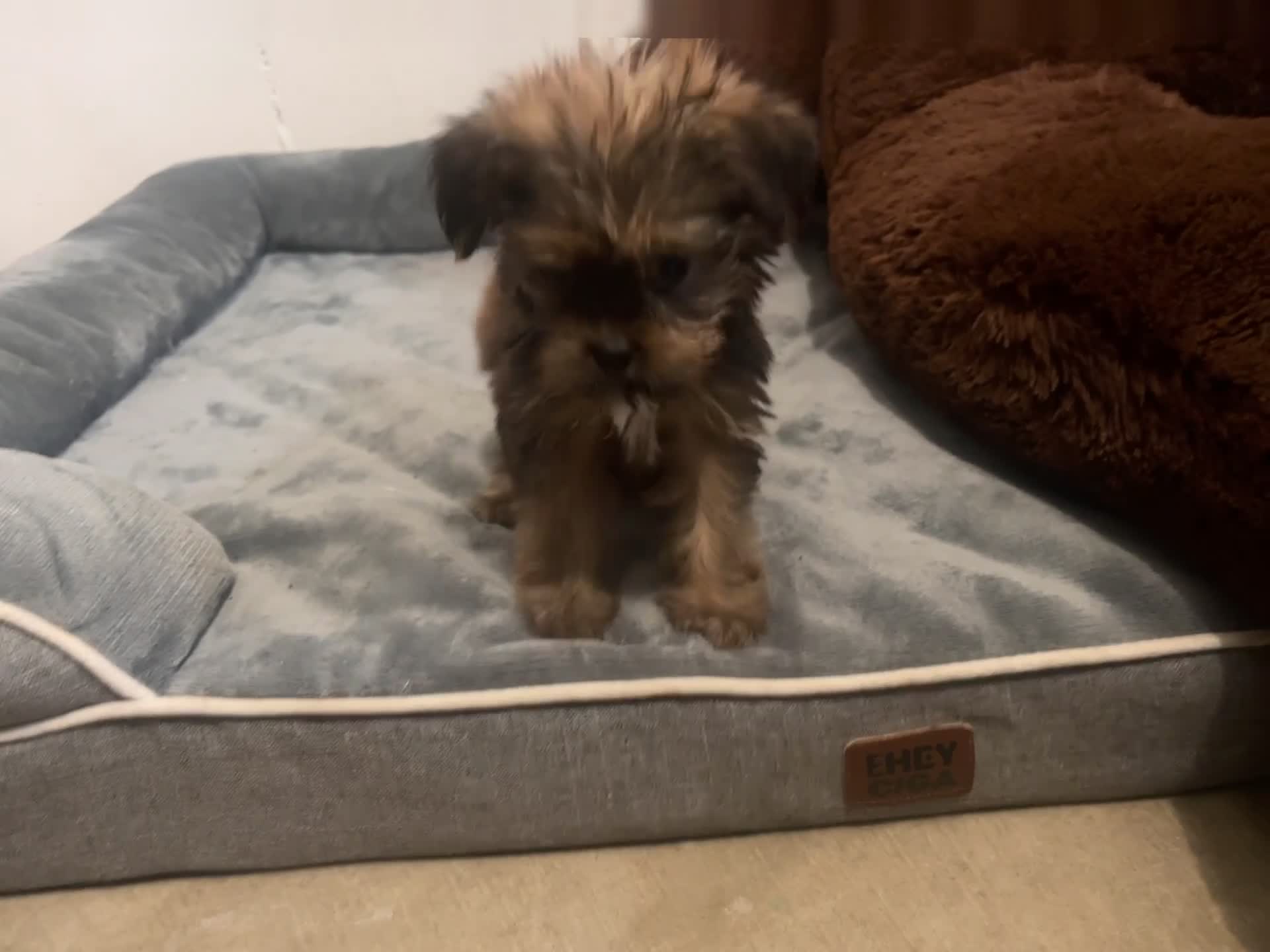 Shorkie dogs for sale: Pauline - Video 1