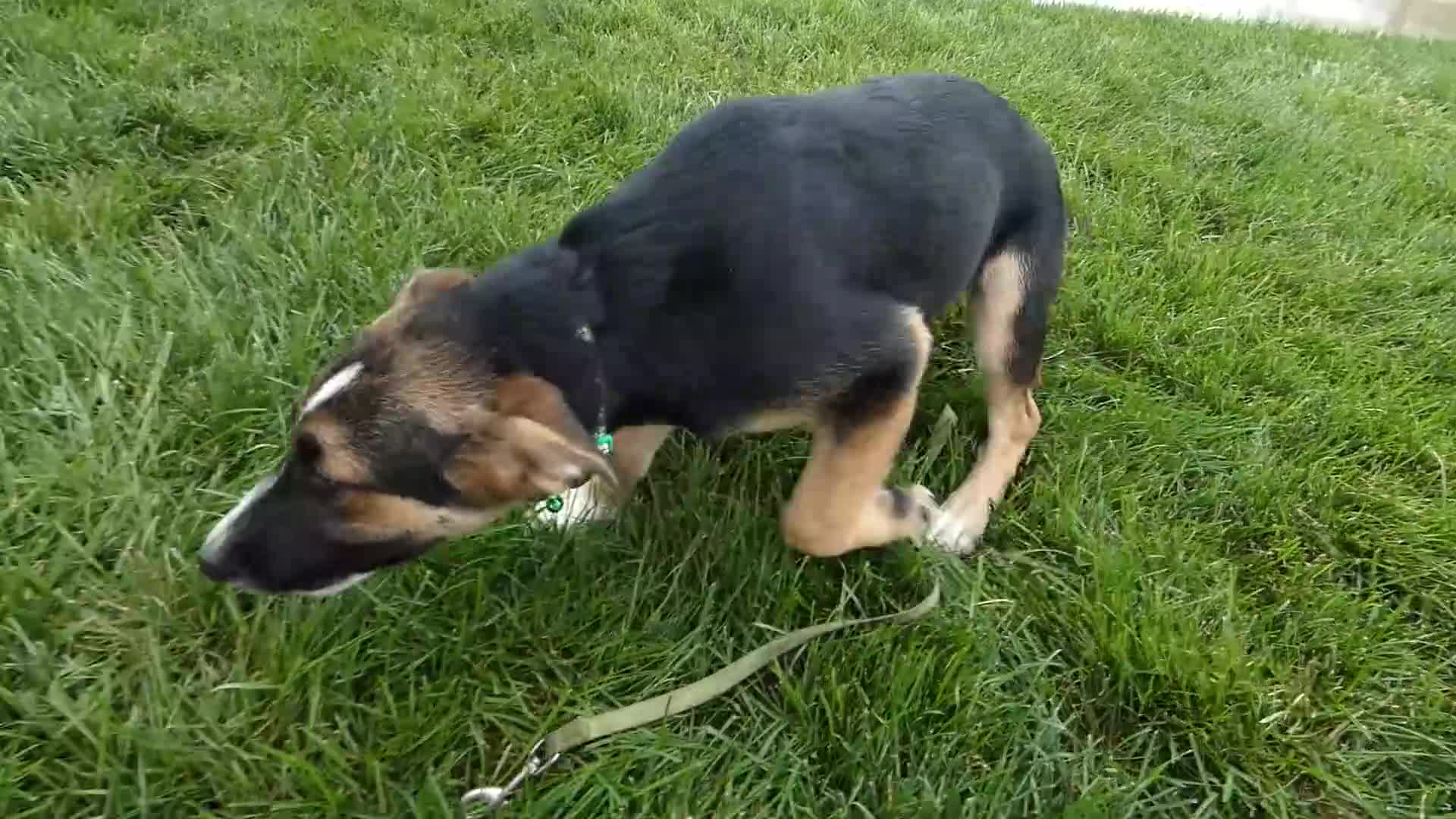 Sheprador dogs for sale: Golden Shepherd 1 Susie - Video 1