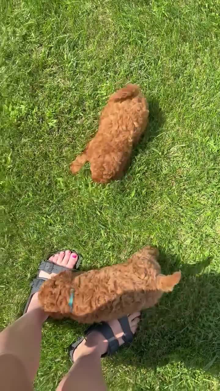 Cockapoo dogs for sale: Kenya - Video 2
