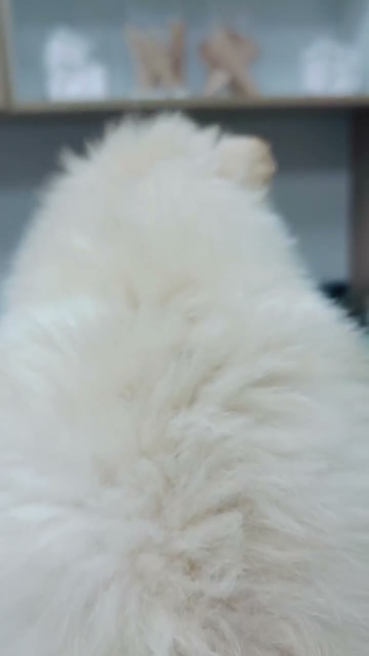 Pomeranian dogs for sale: Lasting  - Video 4