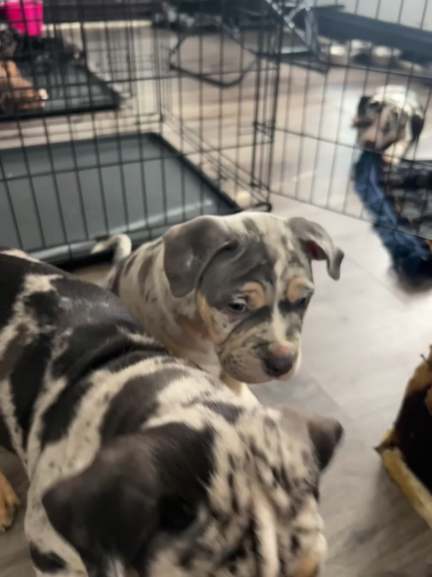 American Bully dogs for sale: Future - Video 3