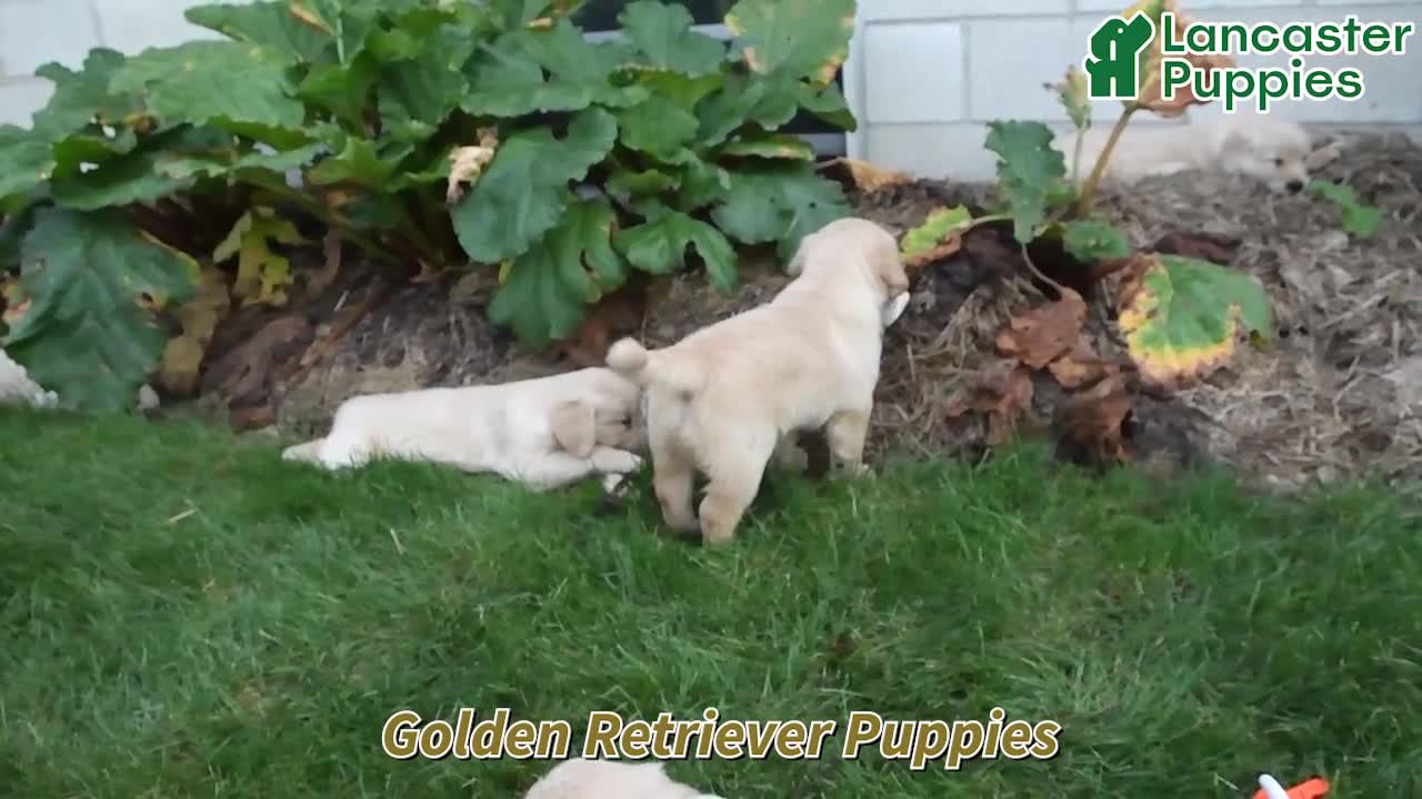 Golden Retriever dogs for sale: Cotton - Video 1
