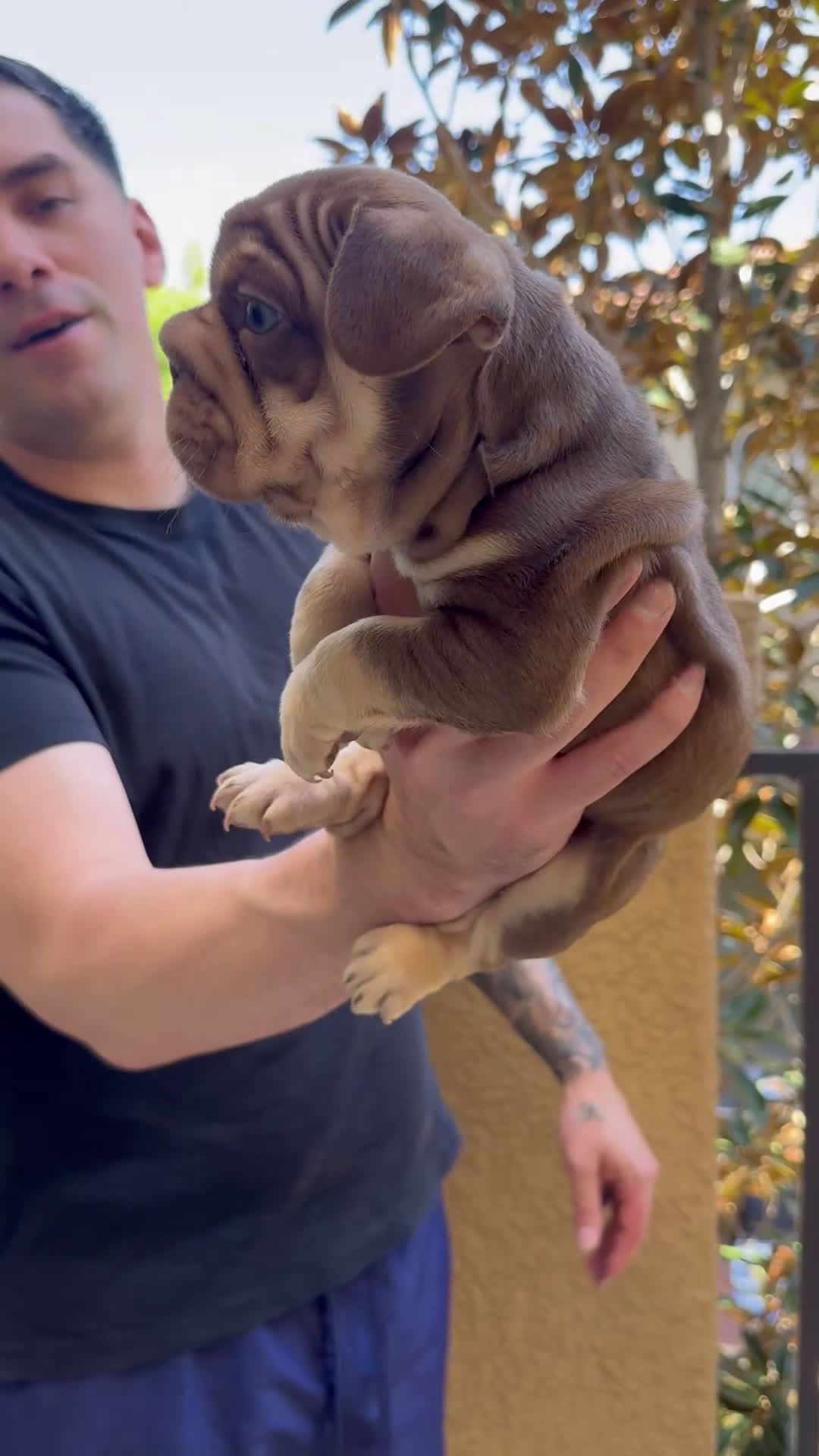 French Bulldog dogs for sale: Pumba French Bulldog Puppy Male - Video 1