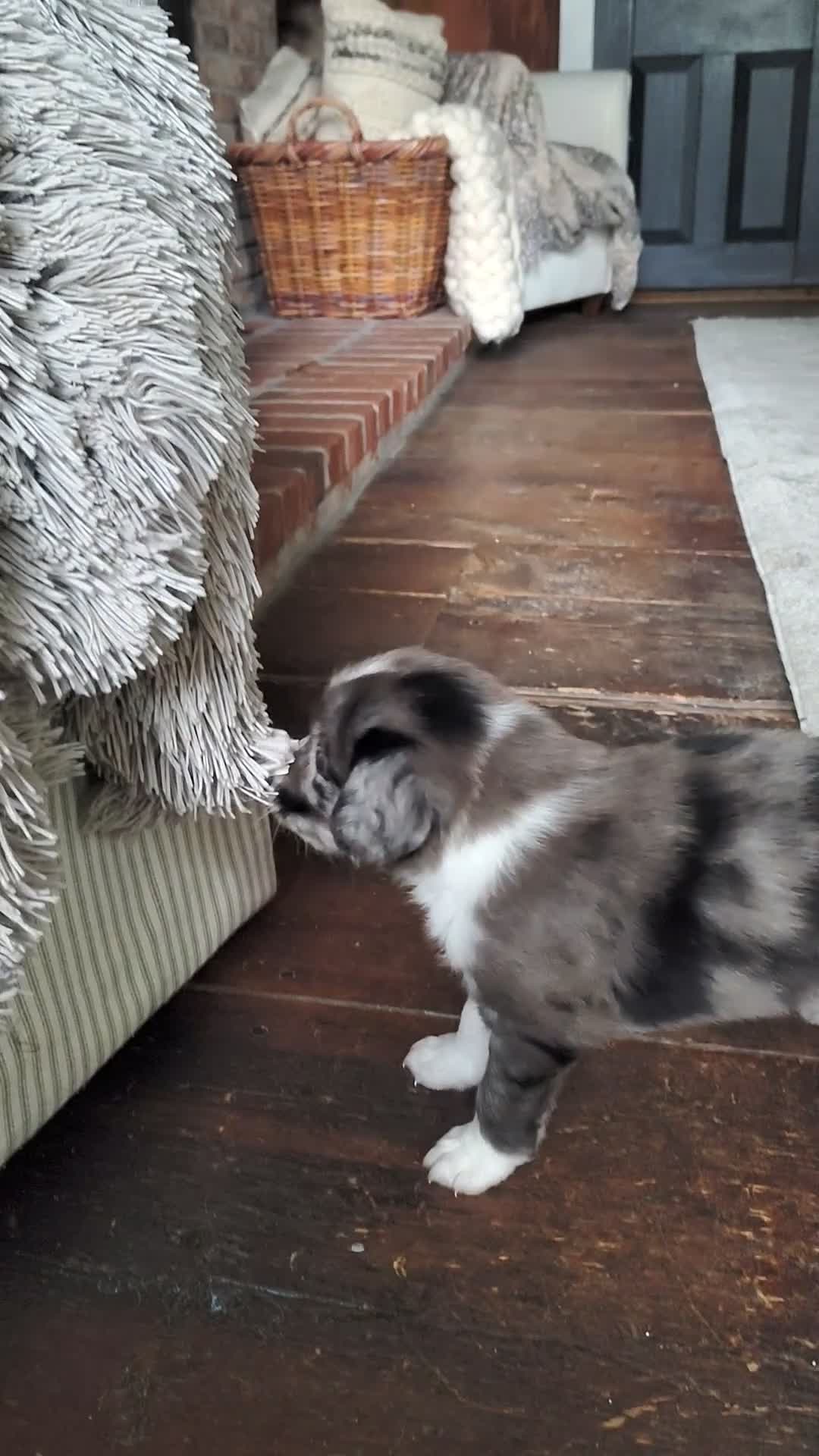 Australian Shepherd dogs for sale: Tater tot/male Australian Shepherd  - Video 2