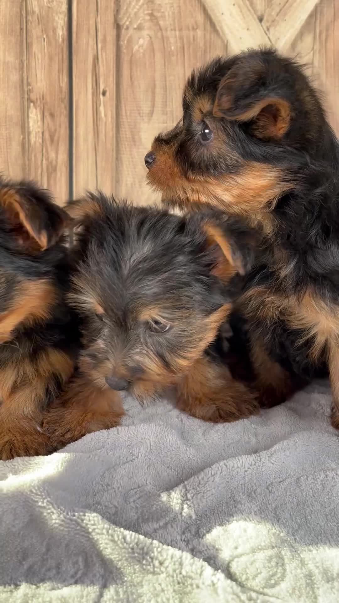 Yorkshire Terrier dogs for sale: Simon - Video 2