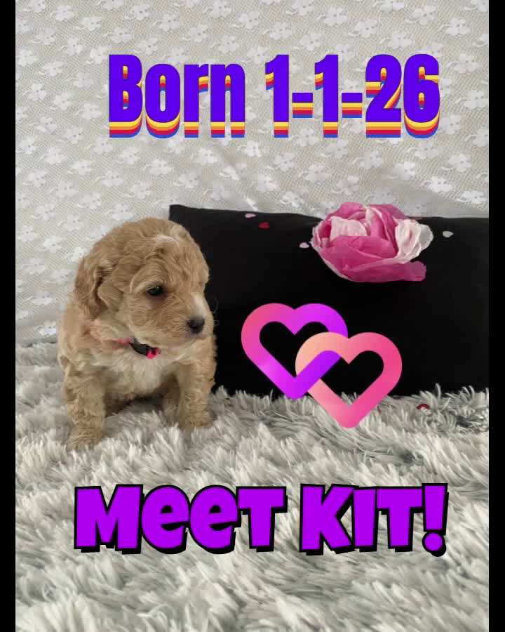 Miniature Labradoodle dogs for sale: Kaya - Video 1