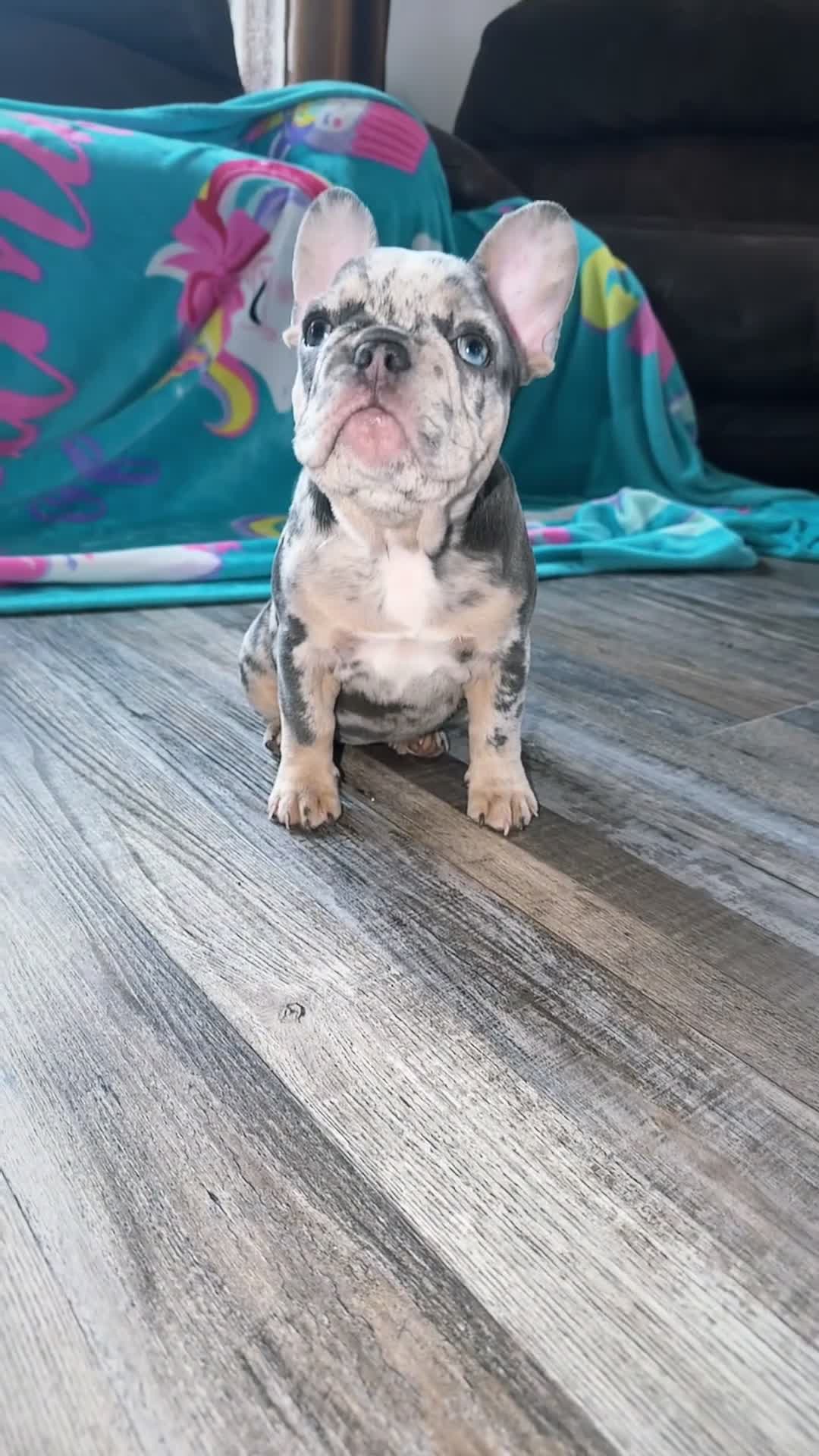 French Bulldog dogs for sale: French Bulldog 1 - Video 2